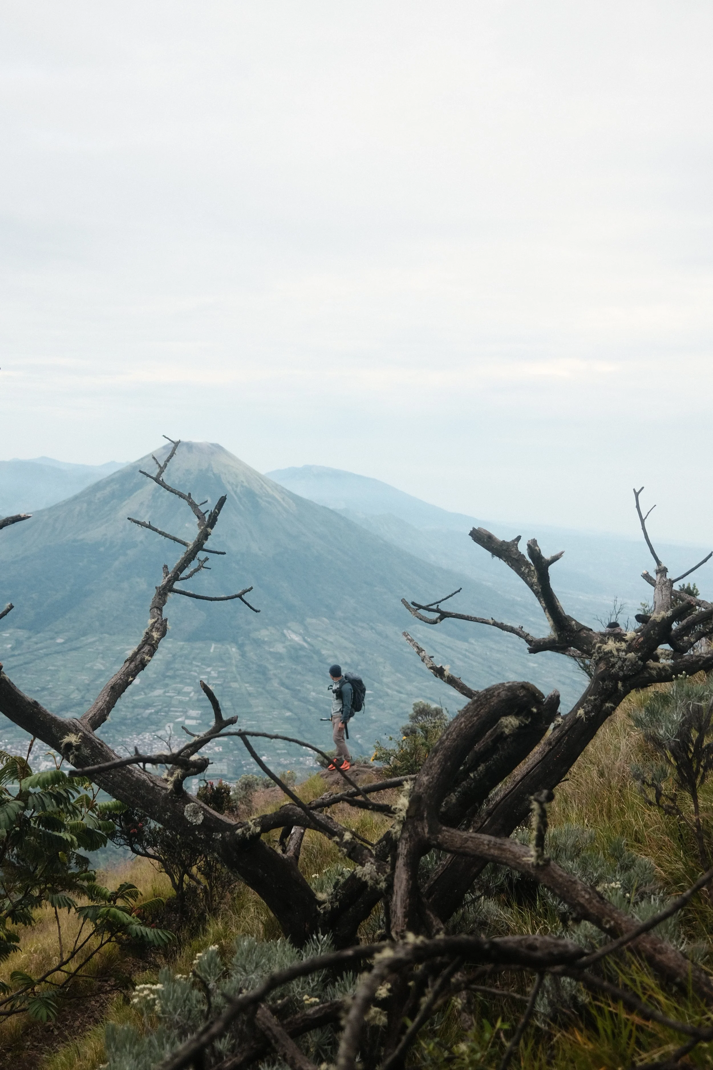 Hiker with backpack walking on a mountain trail with volcanic mountain in the background, viewed through tree branches.