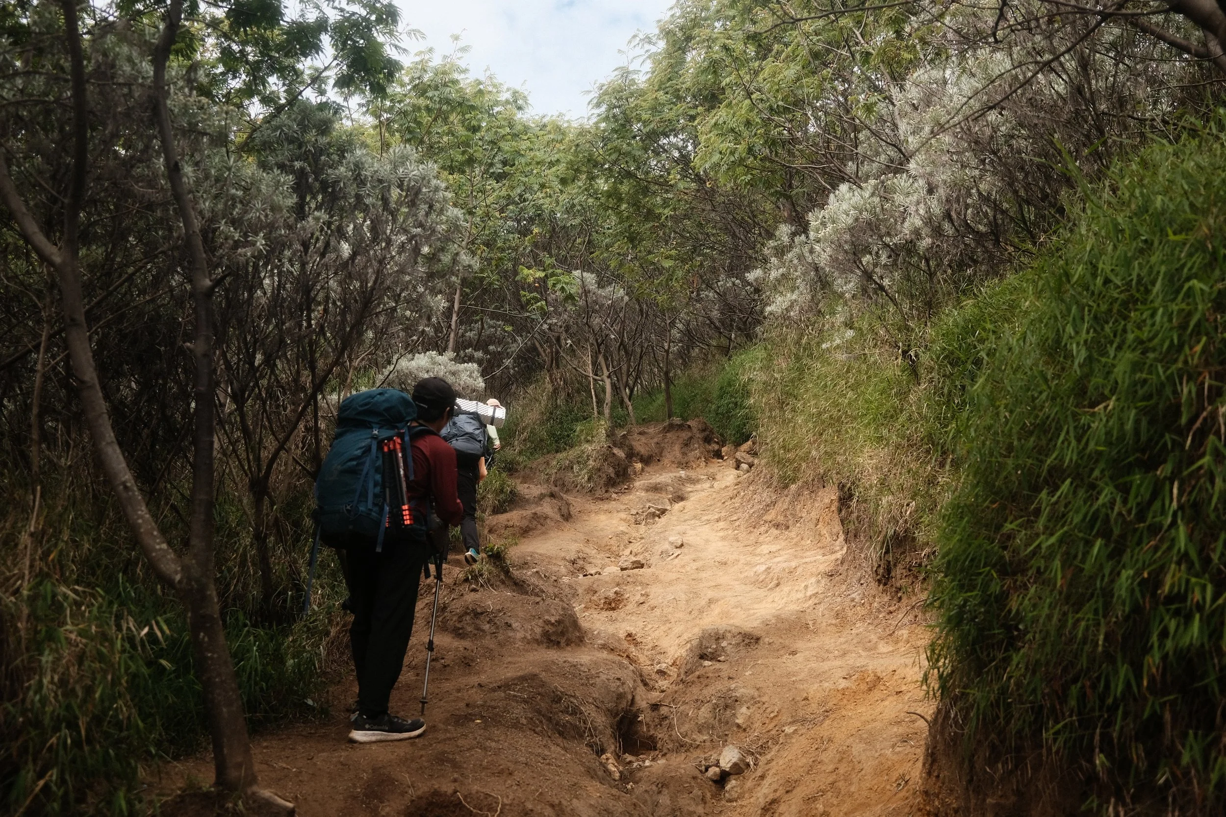 Hikers with backpacks and trekking poles walking on a dirt trail through a dense, green forest.