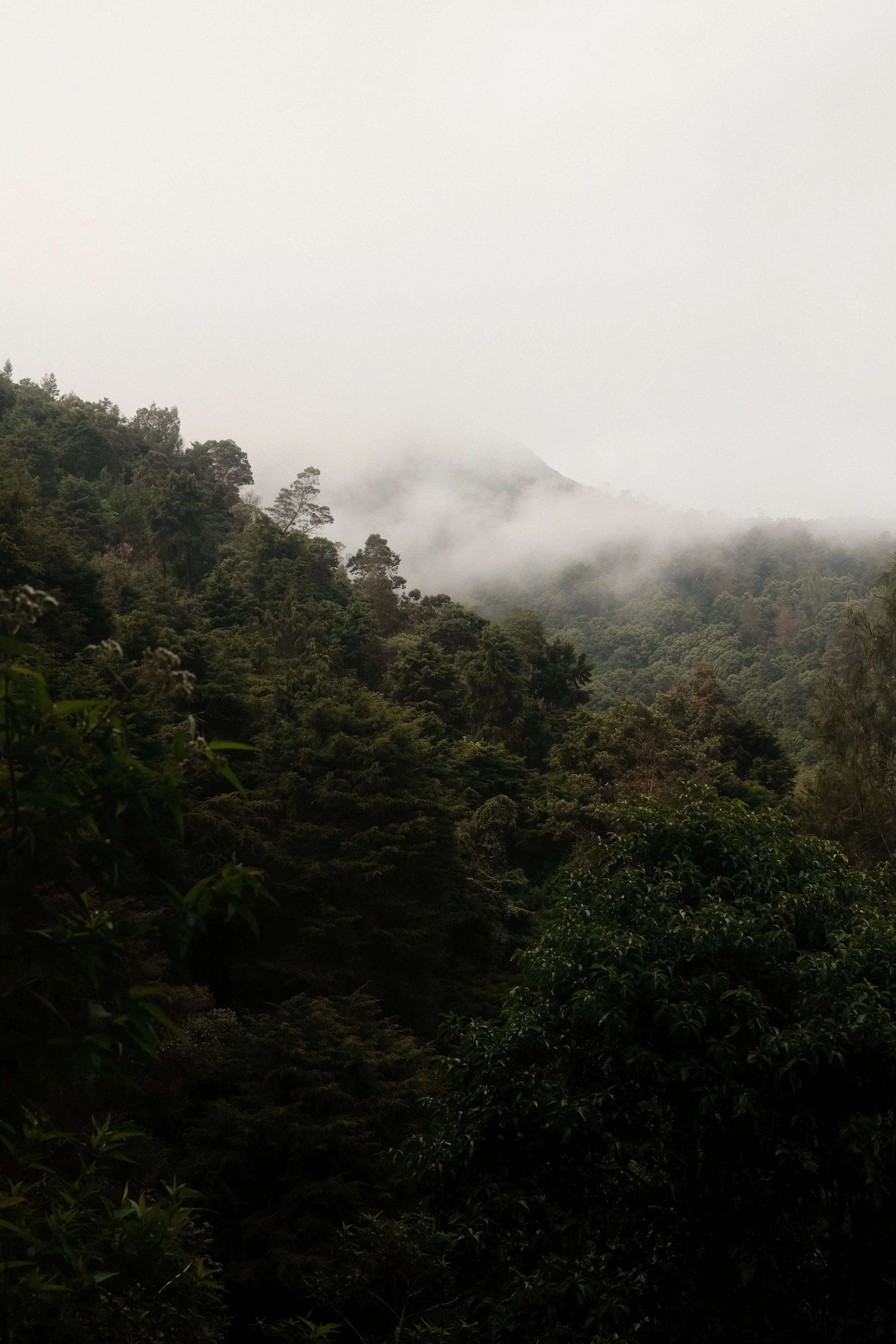 A lush green forest with various trees and plants, shrouded in fog, with mountains in the background under an overcast sky.