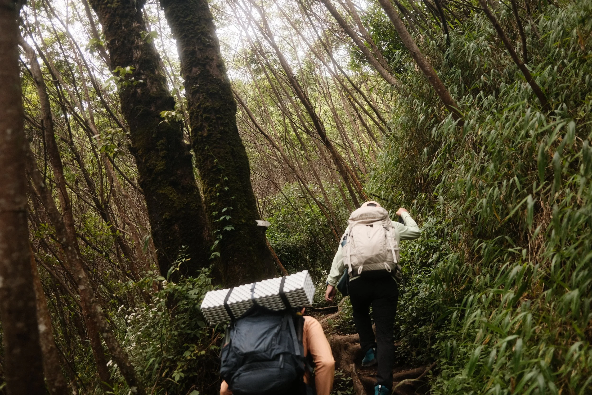 Two hikers, one with a grey hoodie and white backpack and another with a beige shirt and grey backpack, walking through a dense, green forest trail with tall trees and thick foliage.