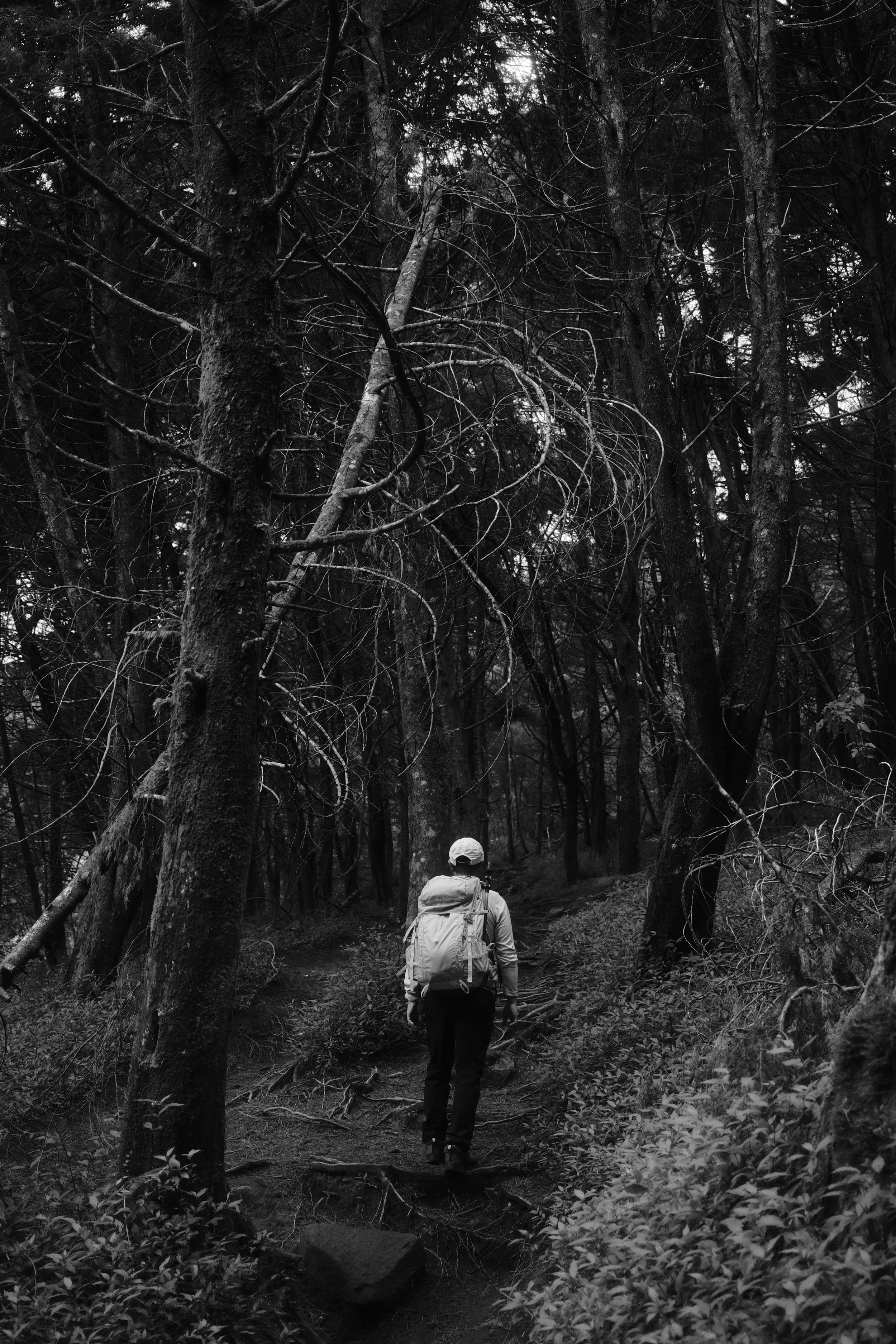 A person wearing a hat and a backpack walking along a trail through a dense, dark forest with tall trees and tangled branches.