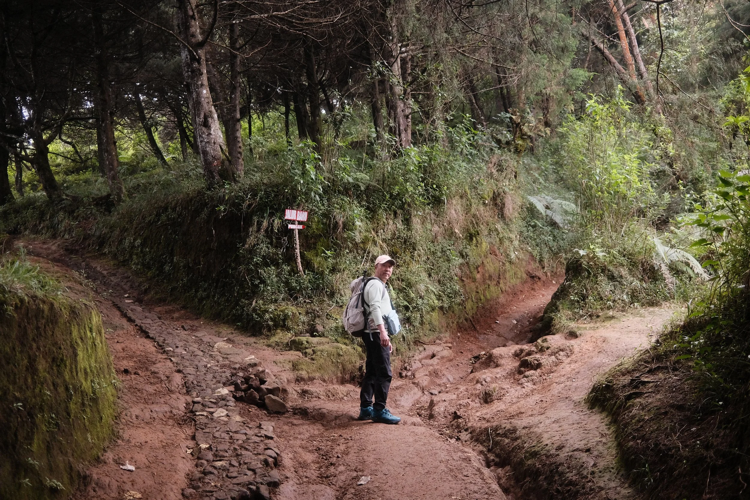 A man with a backpack and hat standing on a dirt trail in a lush forest with tall trees and green foliage.