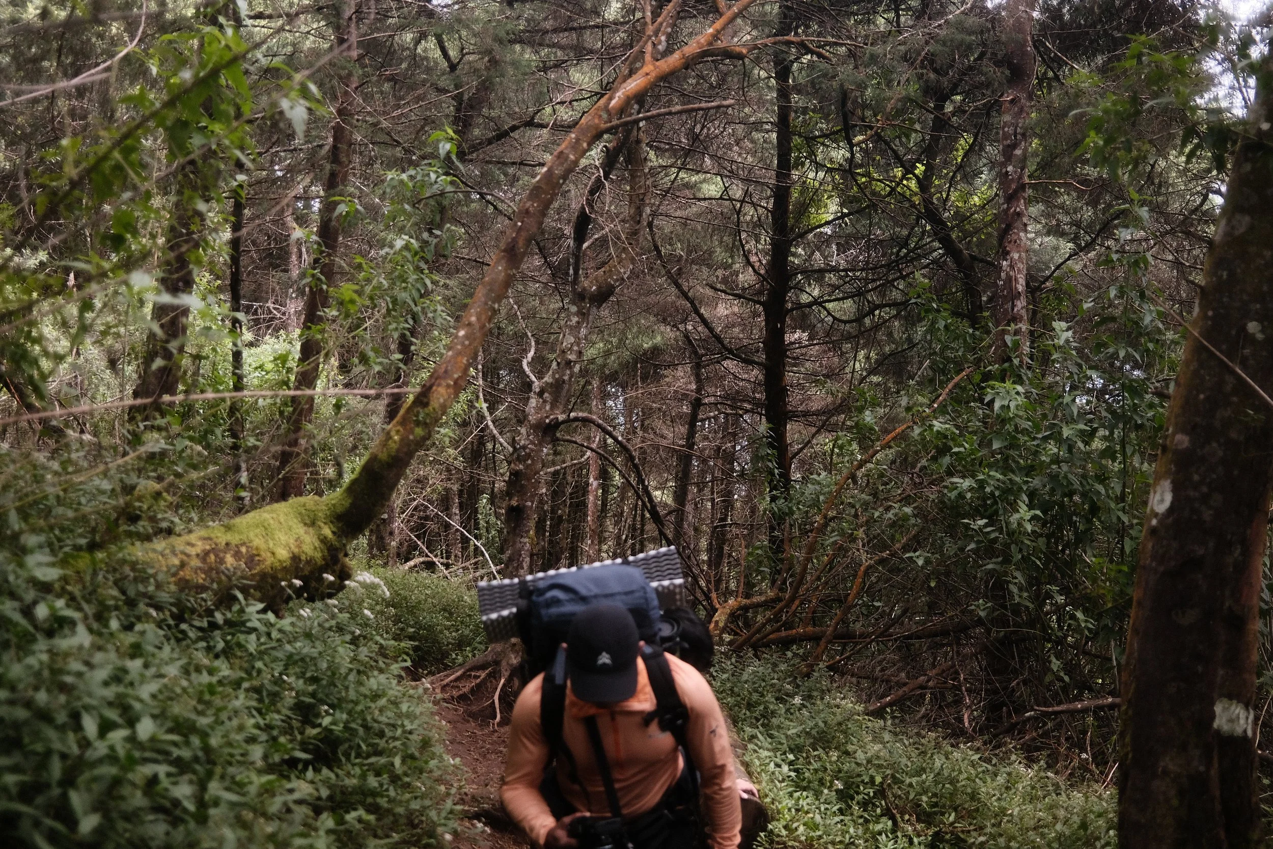A person hiking on a forest trail surrounded by dense trees and greenery, with a backpack visible in the foreground.
