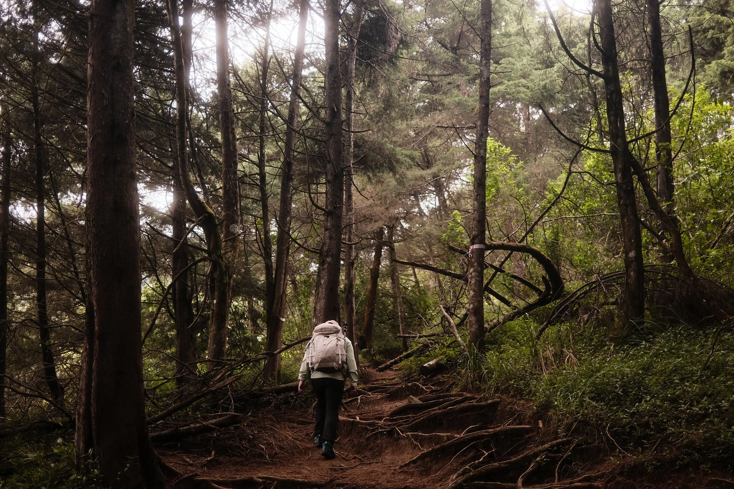 A person with a backpack hiking on a trail through a dense forest with tall trees and lush green foliage.