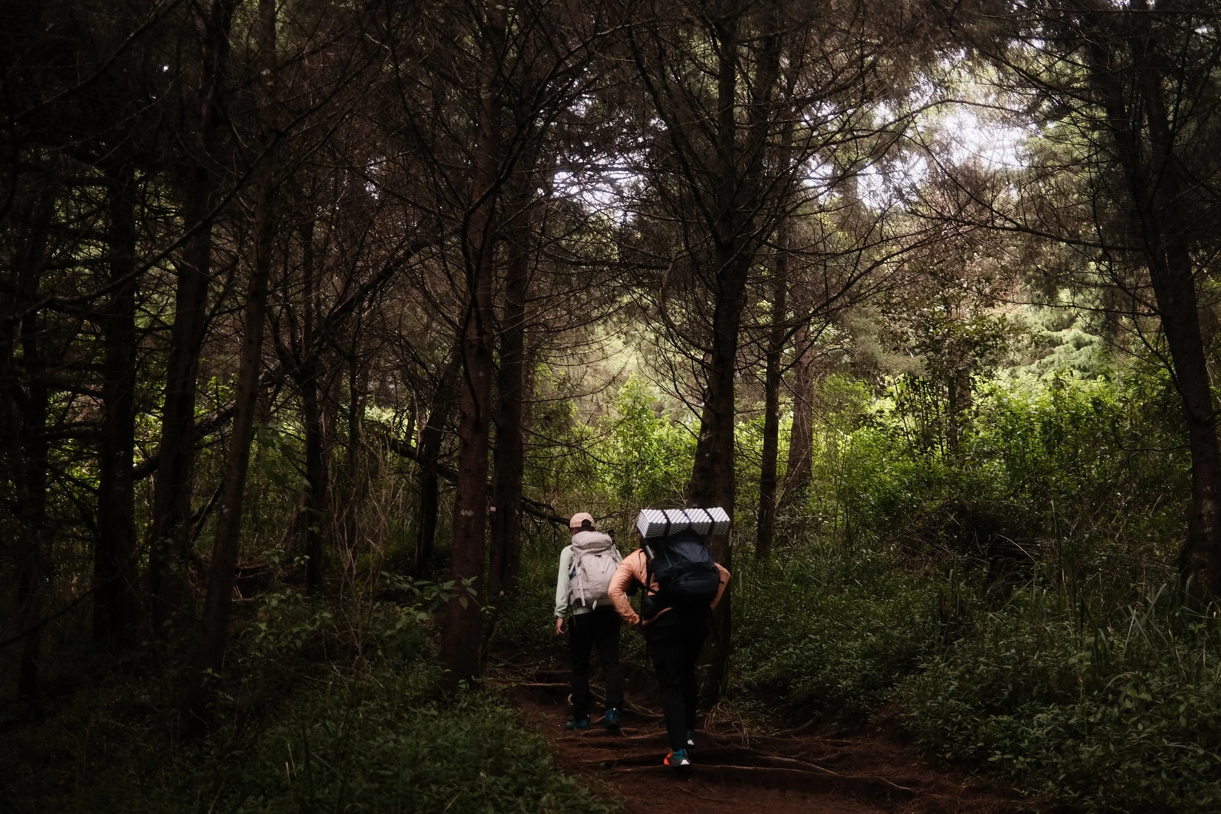 Three hikers walking down a forest trail surrounded by tall trees and dense greenery.