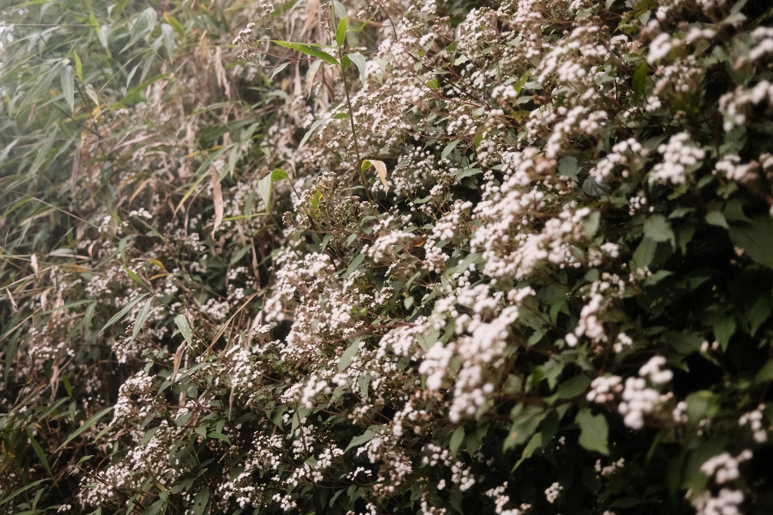 A dense patch of greenery with small white flowers and green leaves.