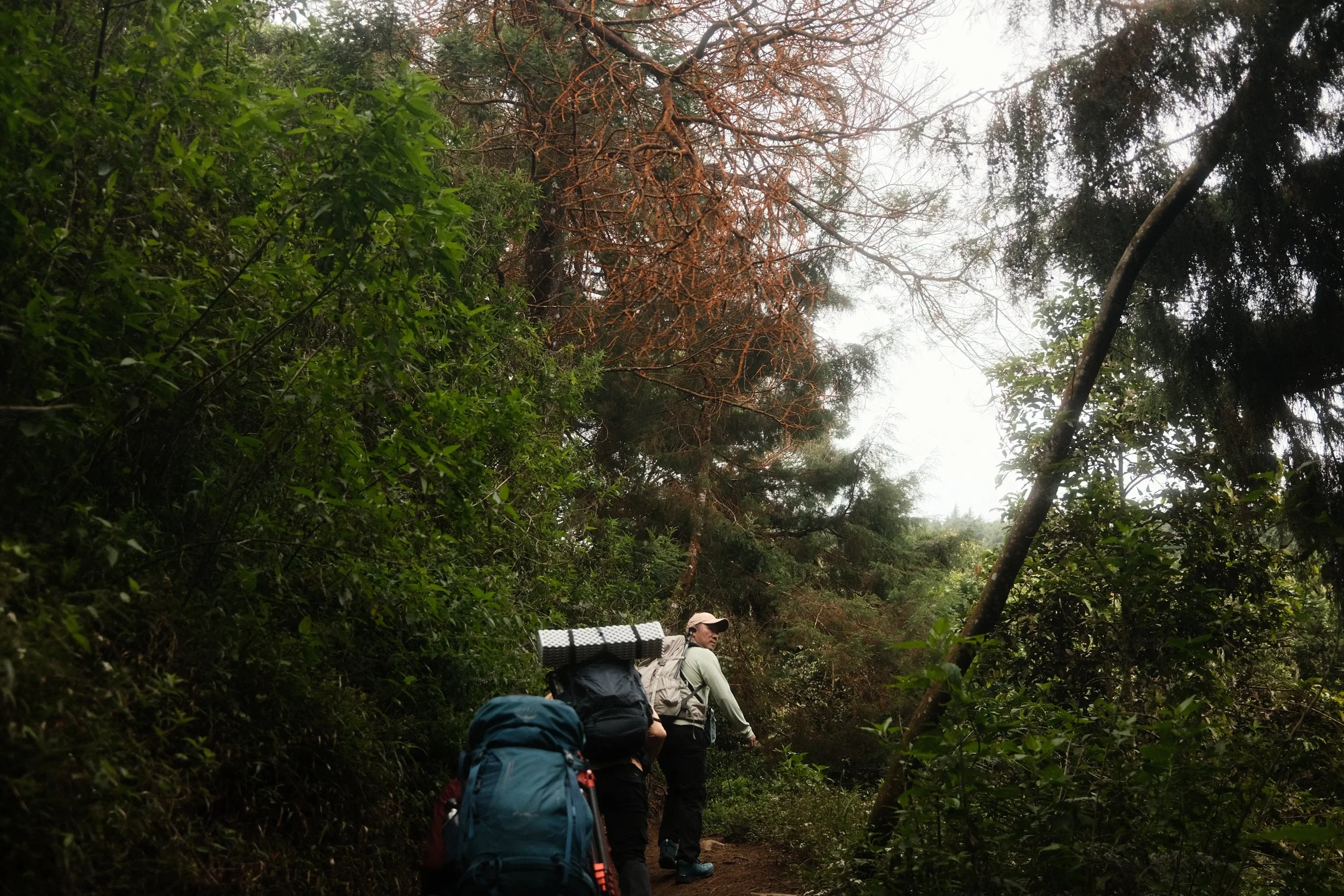 Group of hikers walking through a dense forest trail with lush green foliage and tall trees.