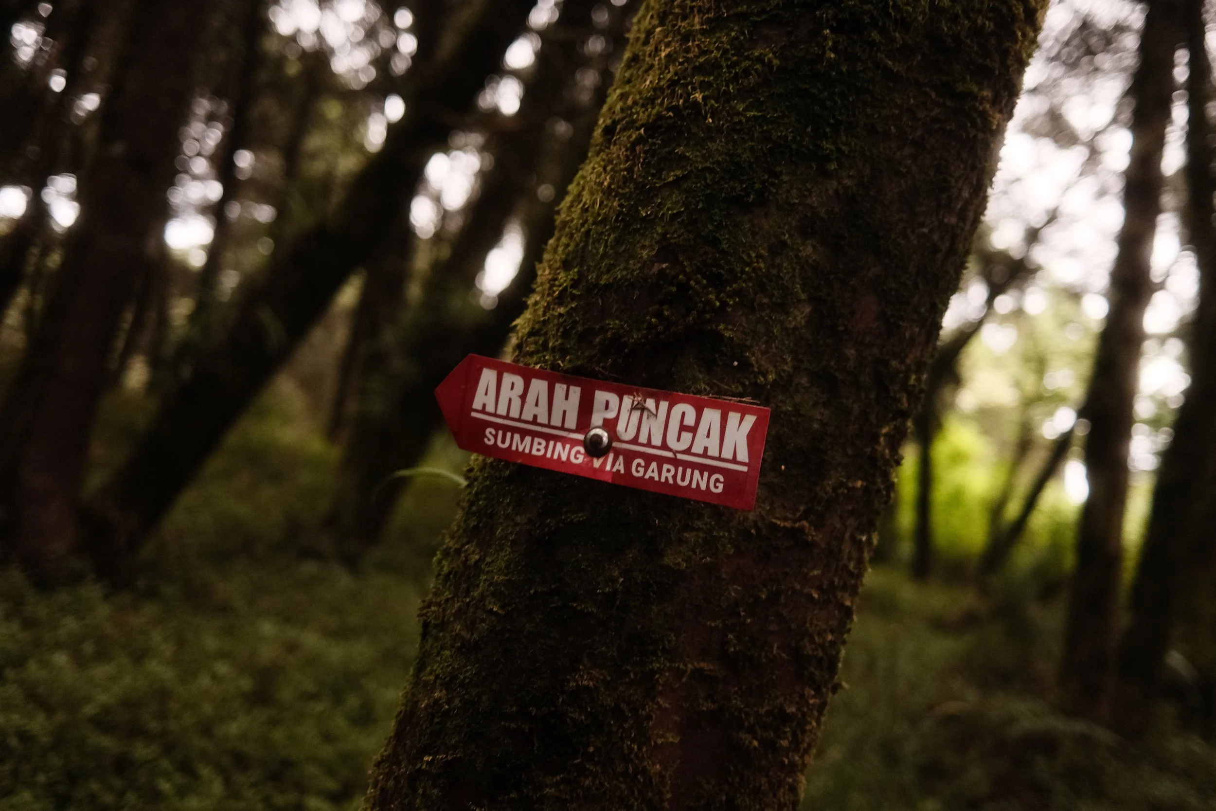 Close-up of a tree trunk with moss and a red sign that says 'ARAH PUNCak SUMBING VIA GARUNG' attached to it, in a forest setting.