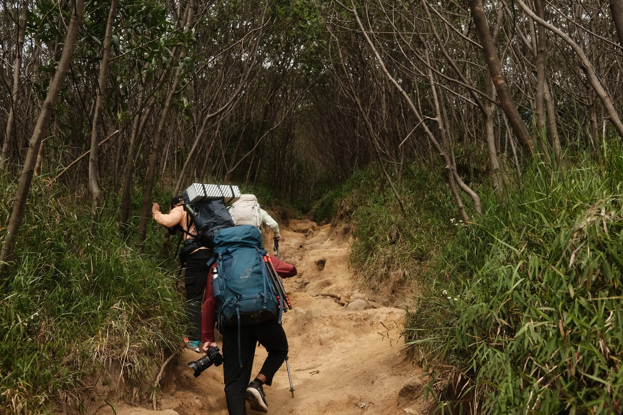 People hiking on a dirt trail through a dense, leafless plant tunnel, carrying backpacks and outdoor gear.