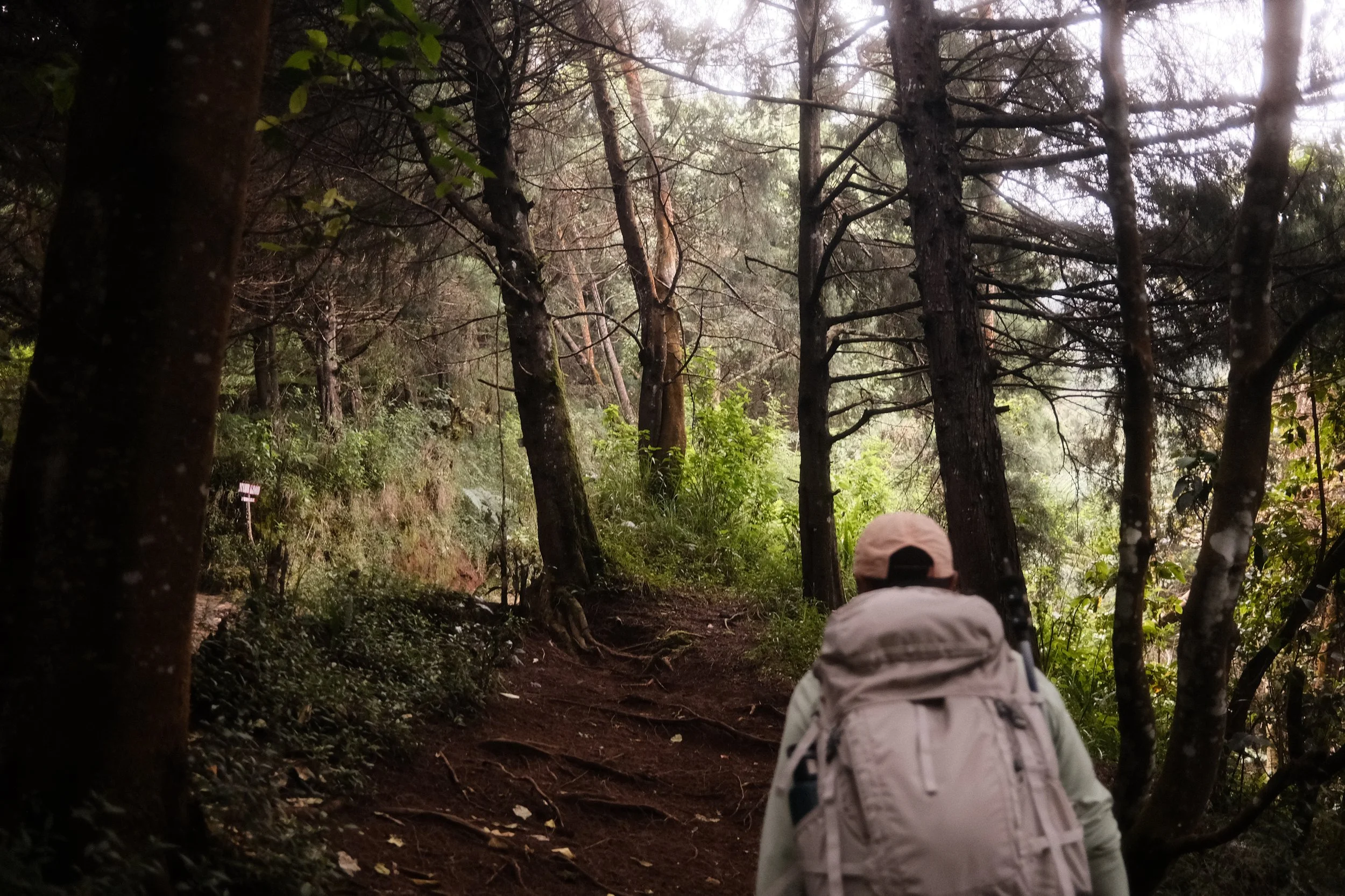 Person with a white cap and backpack walking on a forest trail surrounded by tall trees and dense greenery.