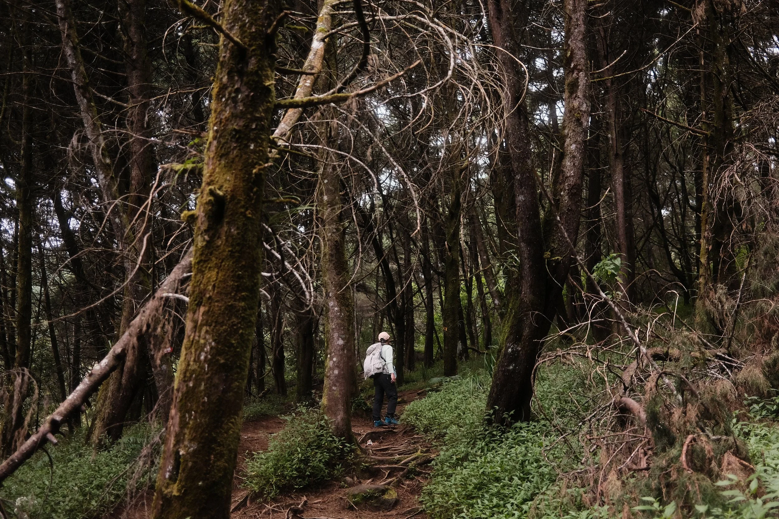 A person wearing a white jacket, gray hat, and backpack walking through a dense forest with tall trees and green undergrowth.