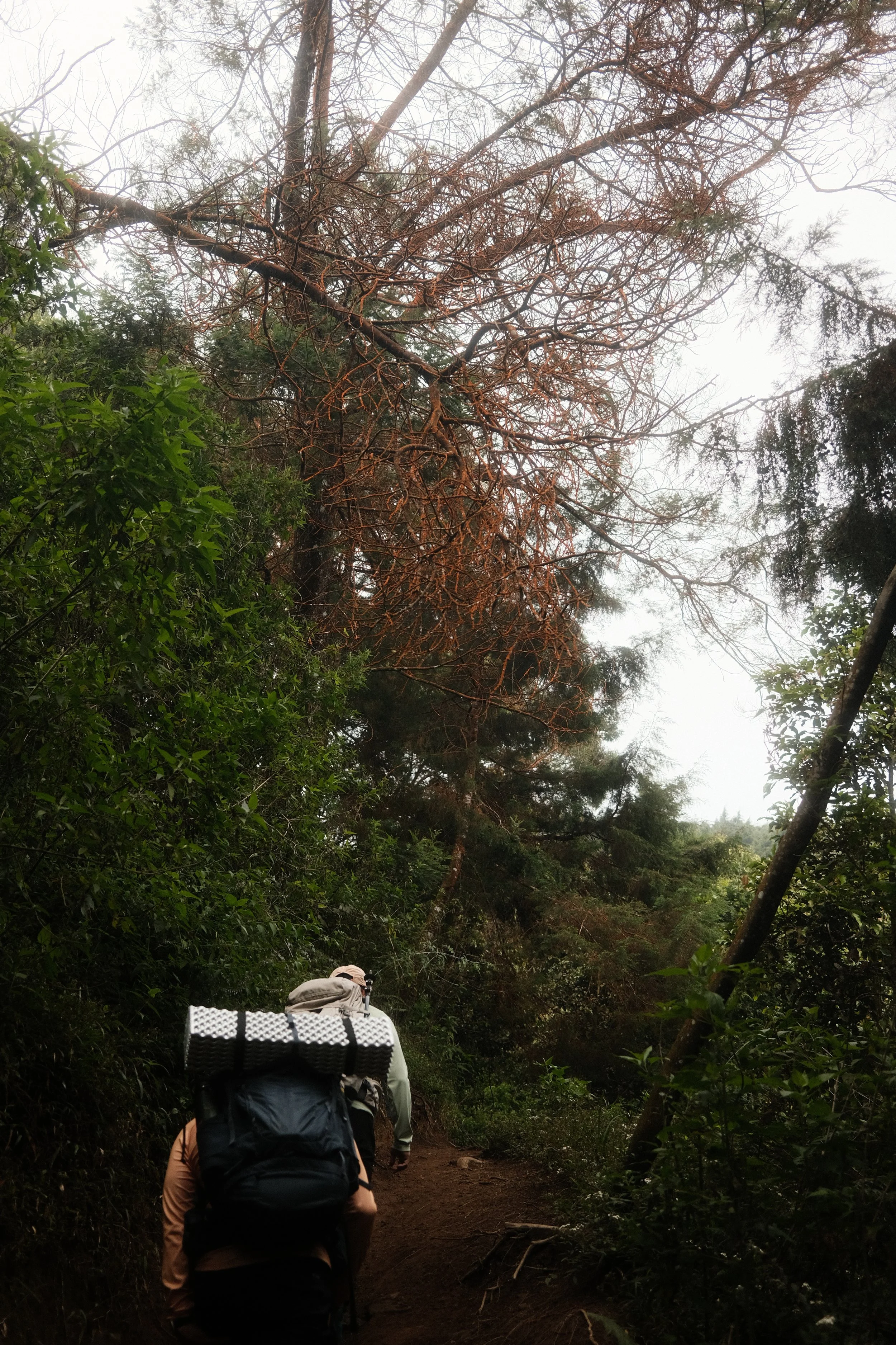 A group of hikers walking along a dirt trail through a forest with dense green foliage and tall trees, some with sparse branches and dead leaves.