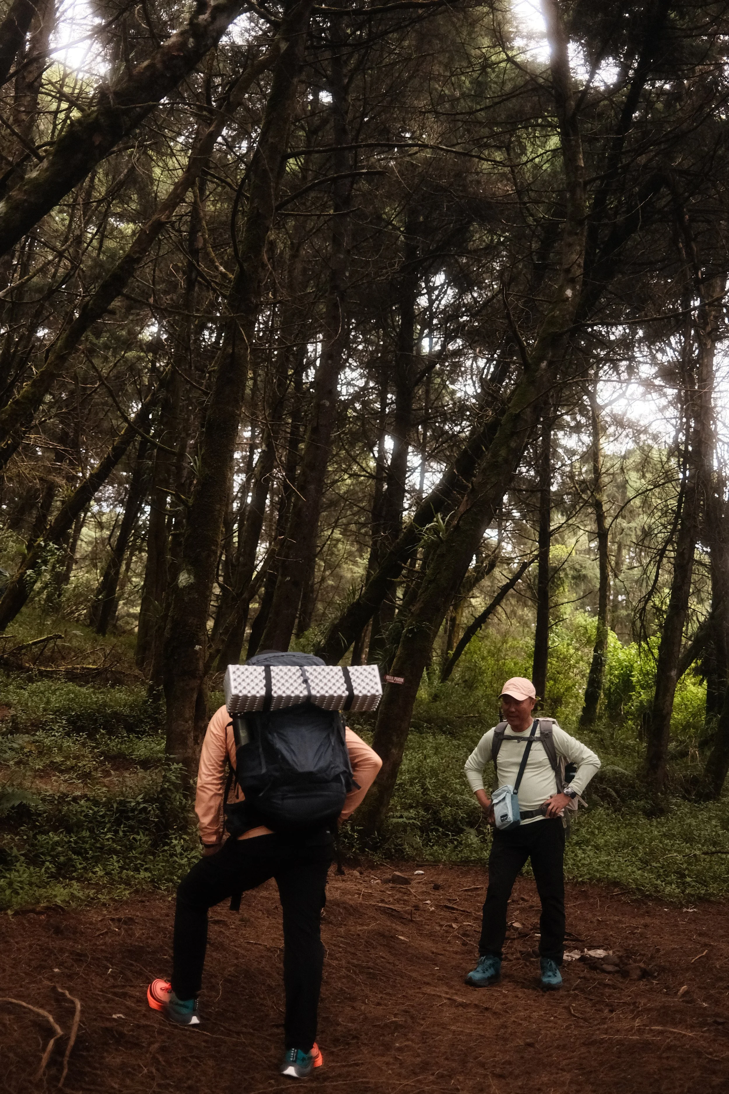 Two hikers standing on a forest trail surrounded by trees and greenery, engaging in conversation while carrying backpacks and wearing outdoor clothing.