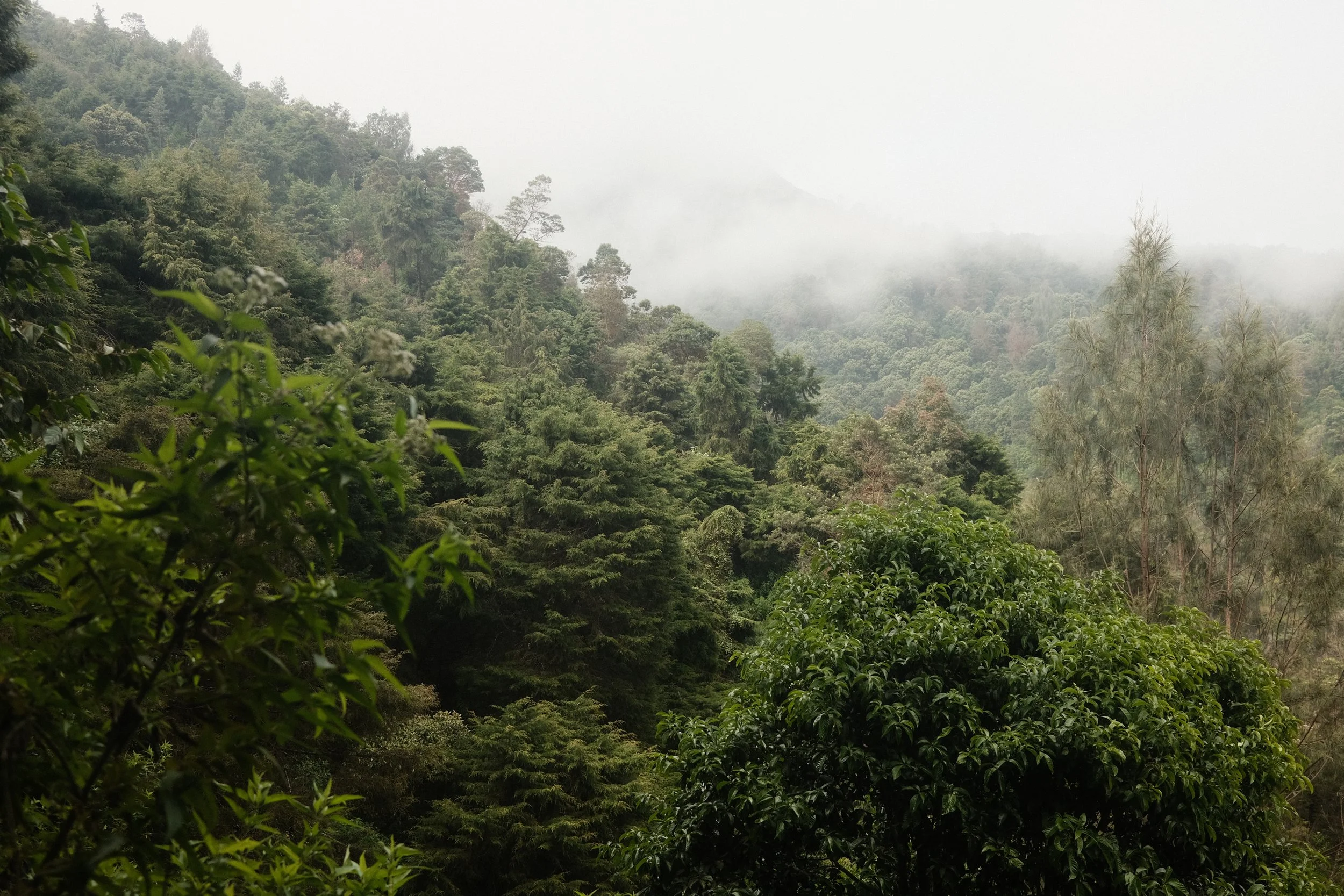 Lush green forest with fog obscuring the distant trees and mountainous landscape.
