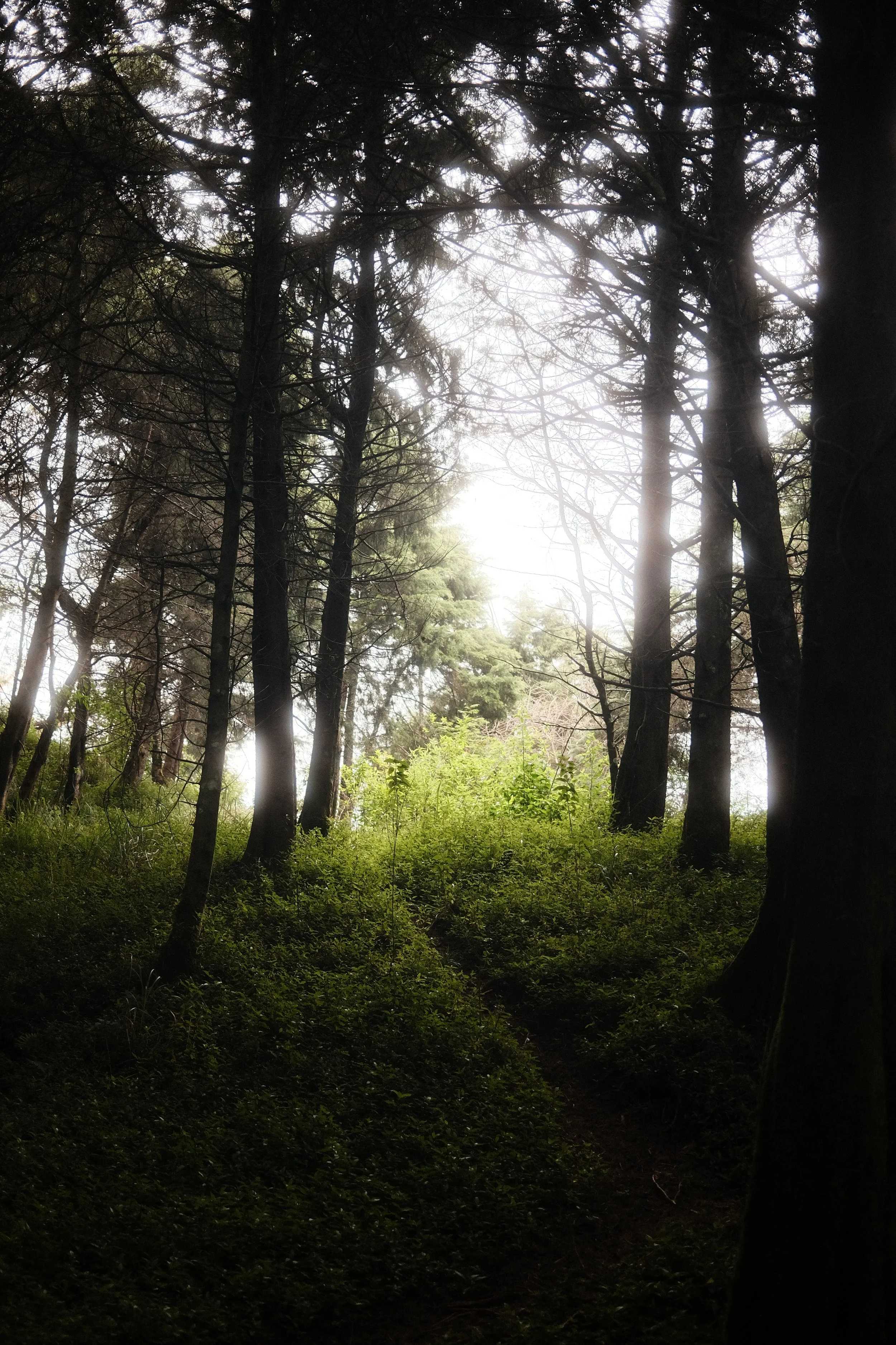 A dense forest with tall, leafless and evergreen trees, sunlight filtering through the branches, and a narrow trail on the forest floor.