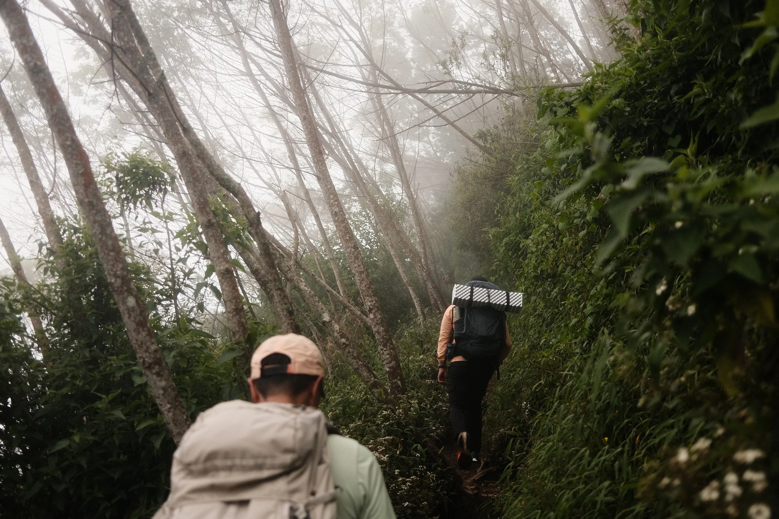 People hiking on a narrow forest trail through dense trees and foggy weather.