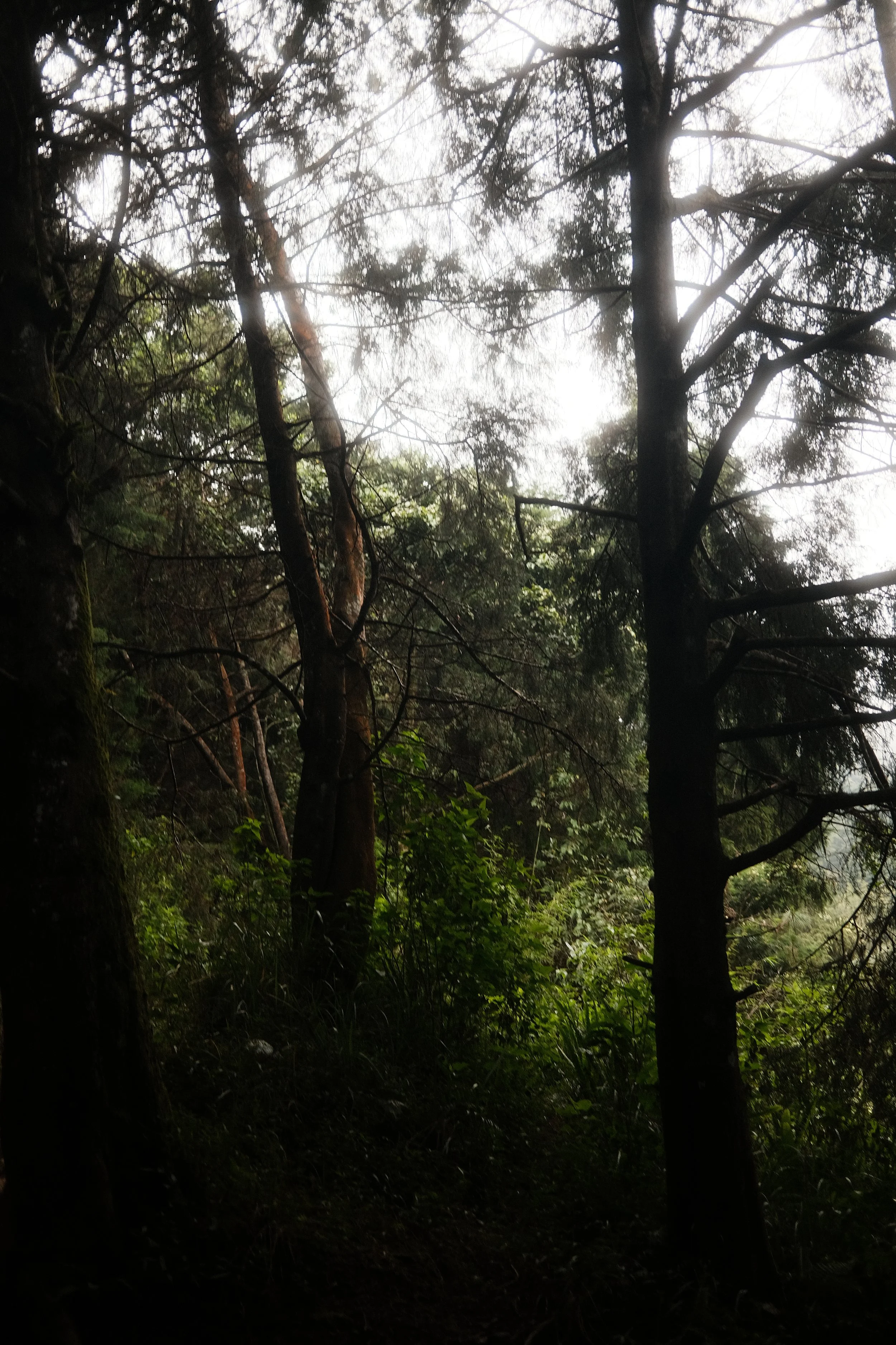A dense forest with tall trees and lush green foliage. Sunlight filters through the branches, creating a bright glow in the background.
