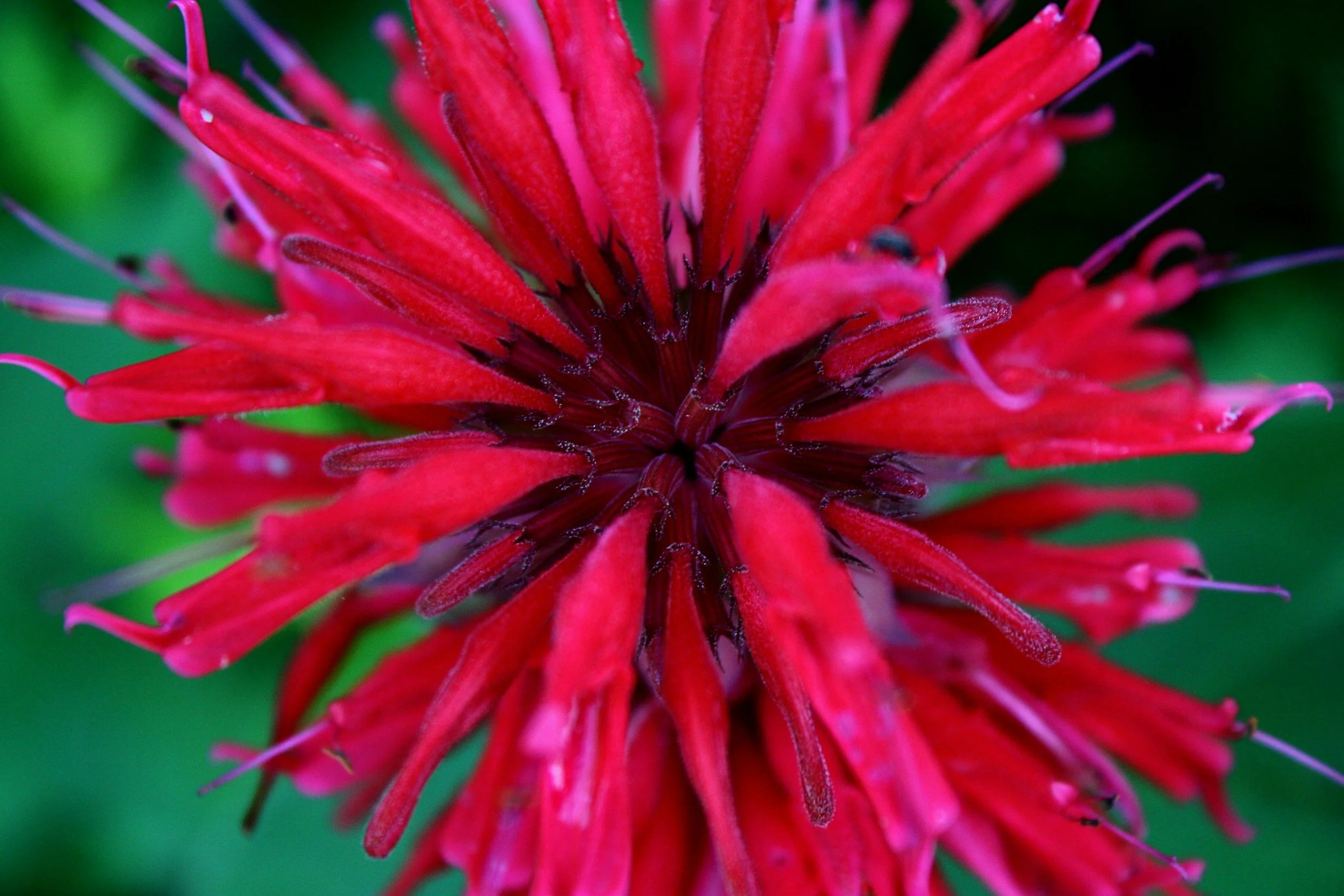 Bee Balm