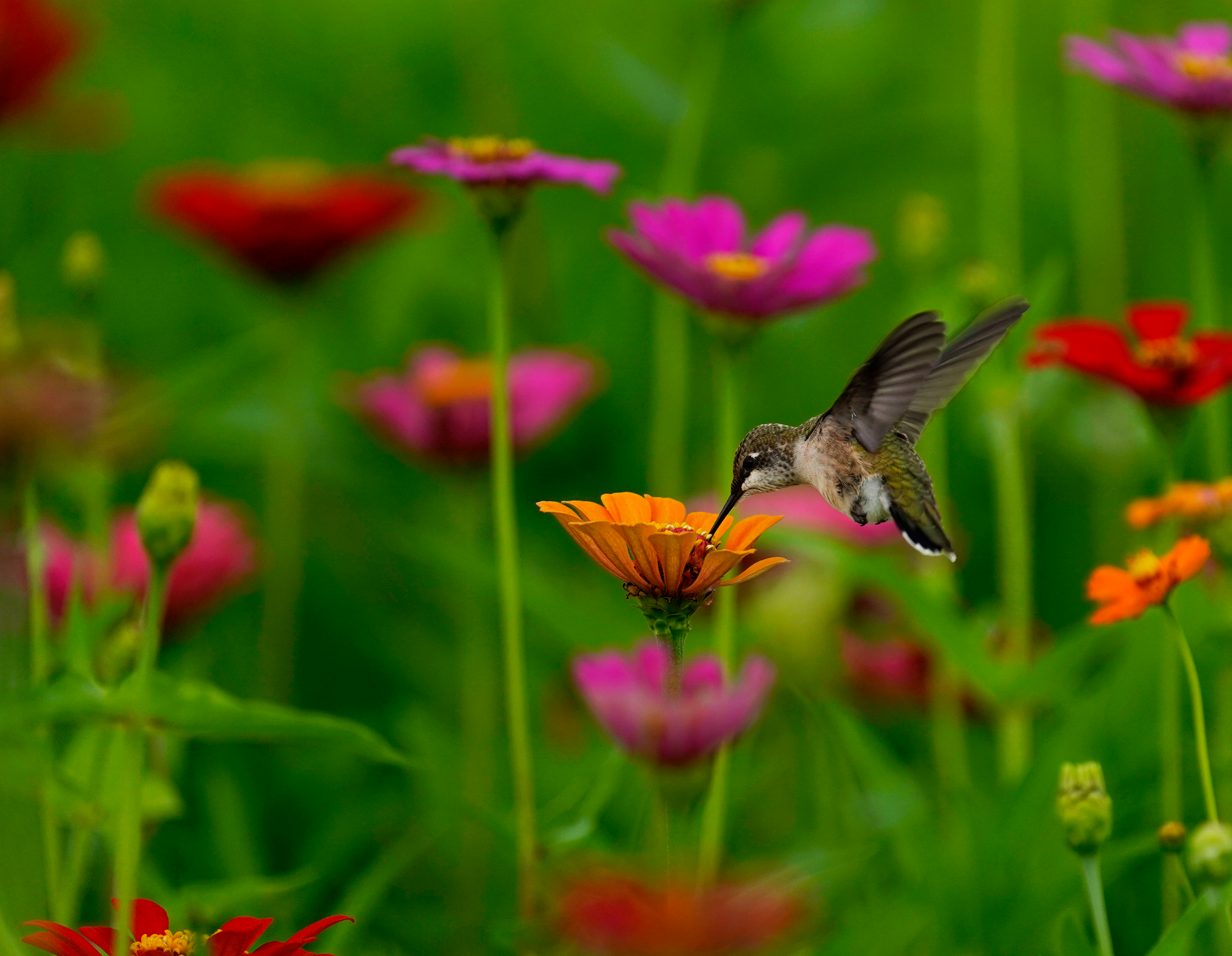 Ruby-throated Hummingbird feeding from a zinnia at Dix Park in Raleigh, North Carolina