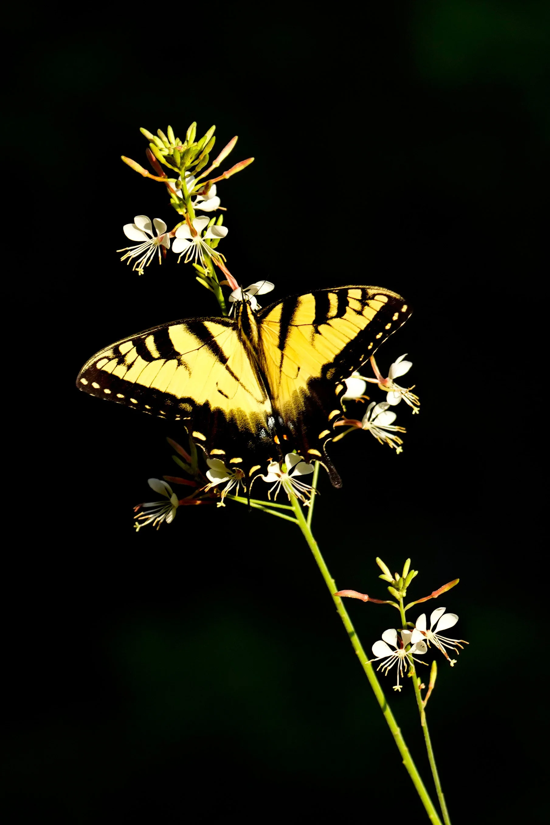 Eastern Tiger Swallowtail on Native Evening Primrose in Cary, North Carolina