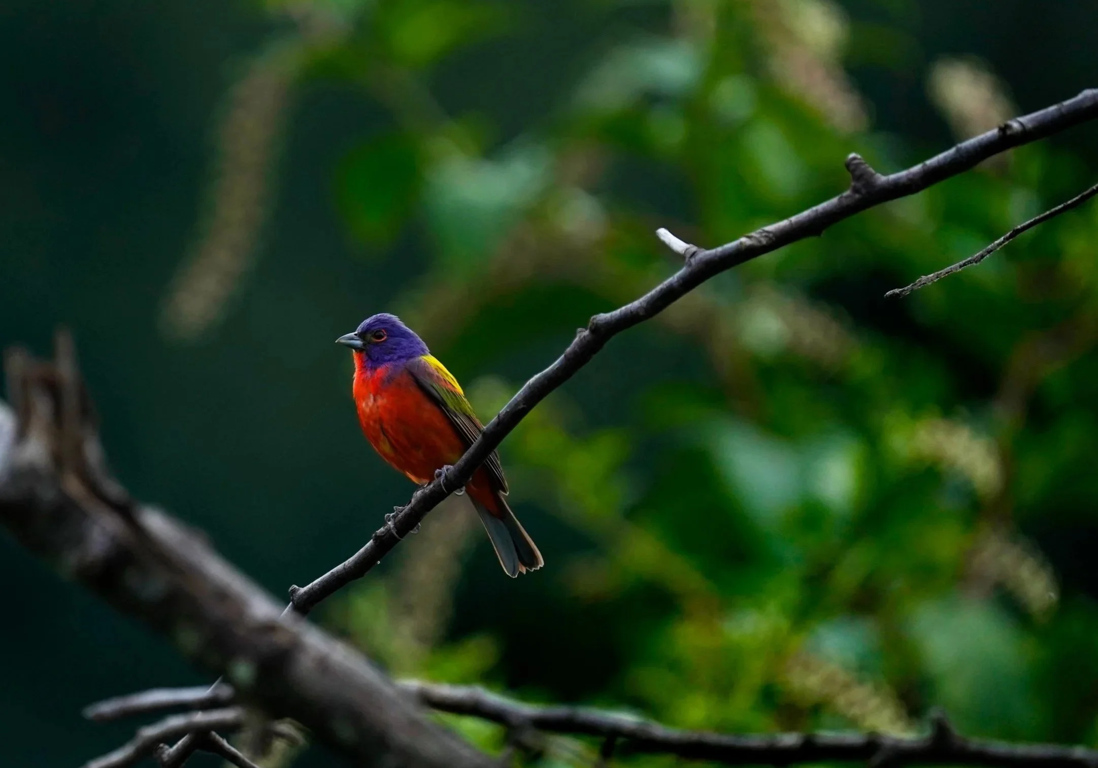 A male Painted Bunting at Dix Park in Raleigh North Carolina