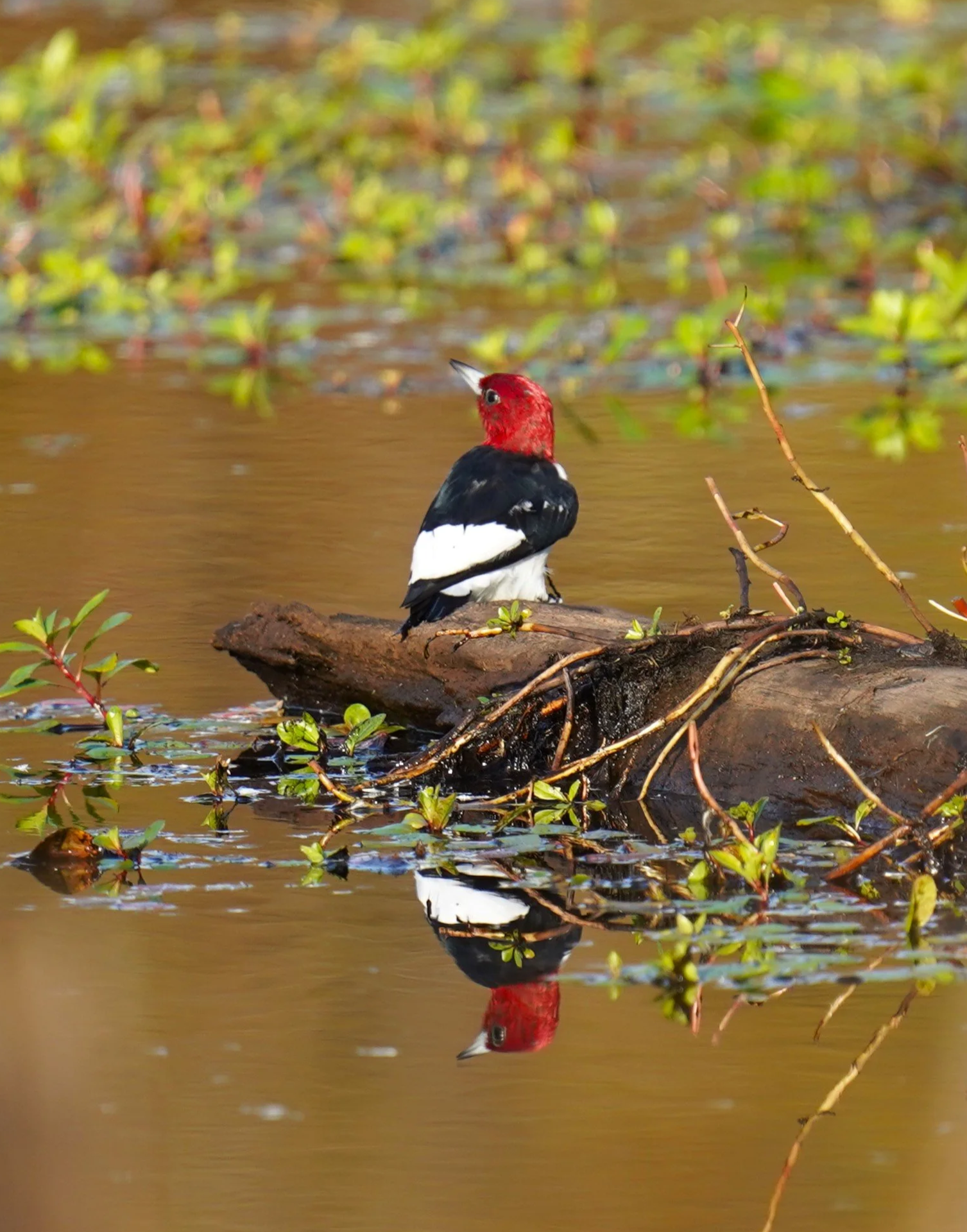A red-headed woodpecker at Lake Betz, Morrisville, North Carolina