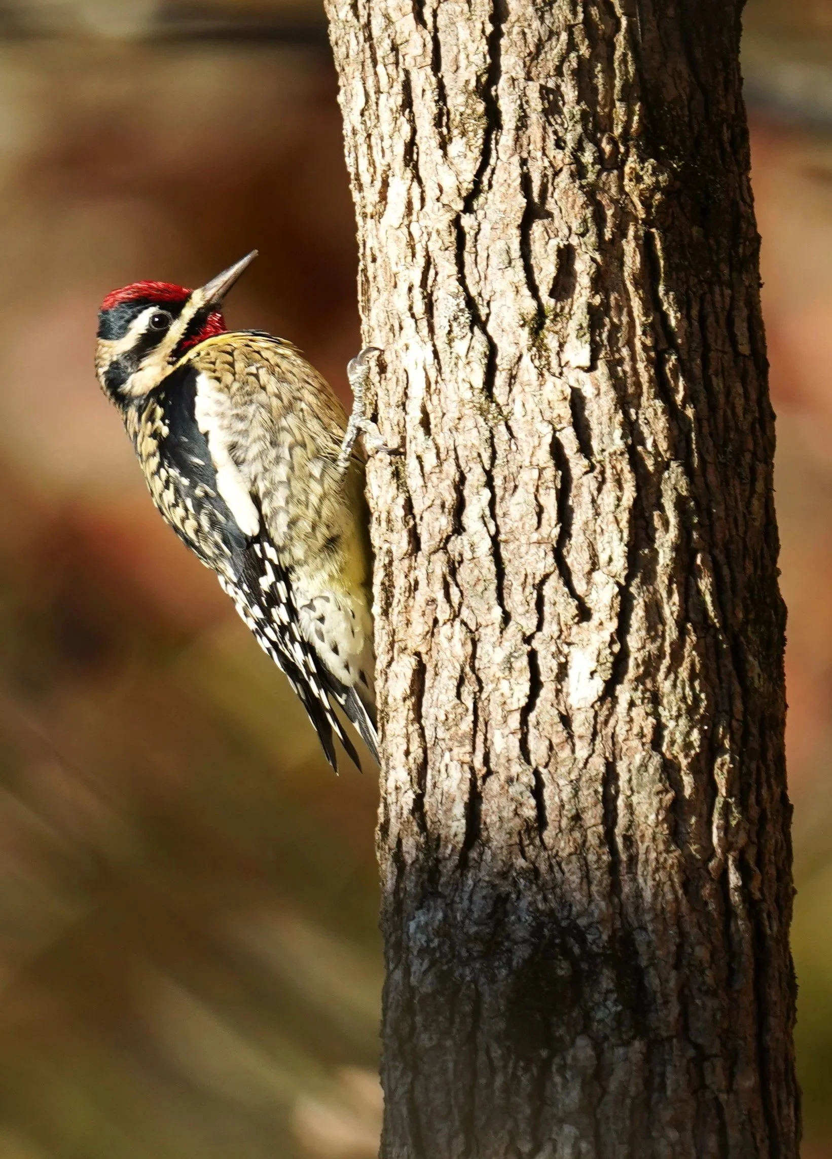 A male Yellow bellied Sapsucker - Bass Lake, Holly Springs, North Carolina