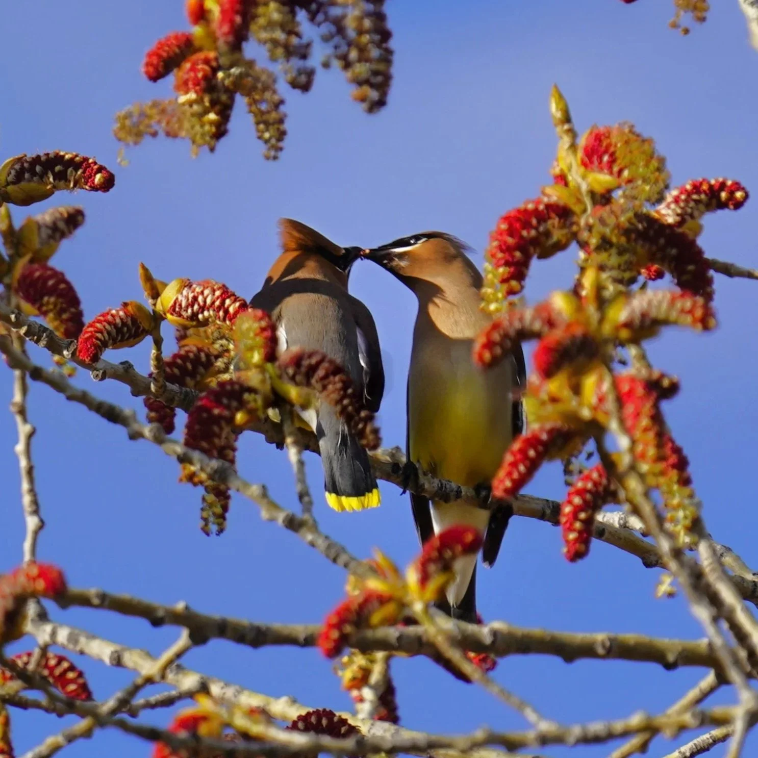 Two Cedar Waxwings share food as part of their mating/courtship ritual in Salt Lake City, Utah