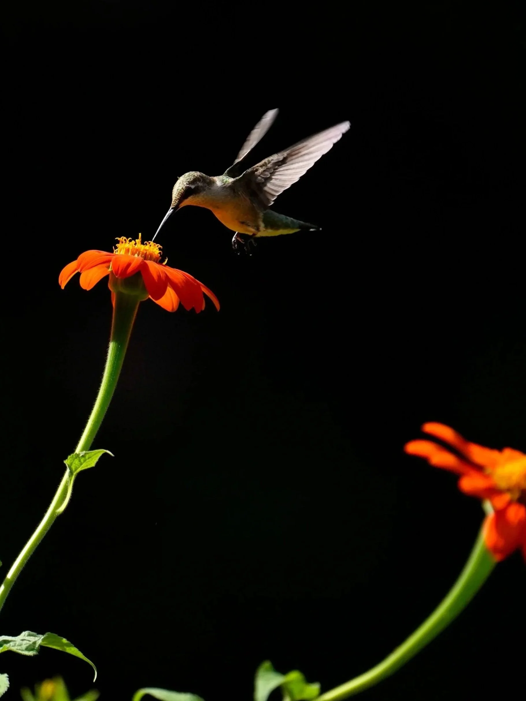 A Ruby Throated Hummingbird feeds from the nectar of a red sunflower in Cary, North Carolina