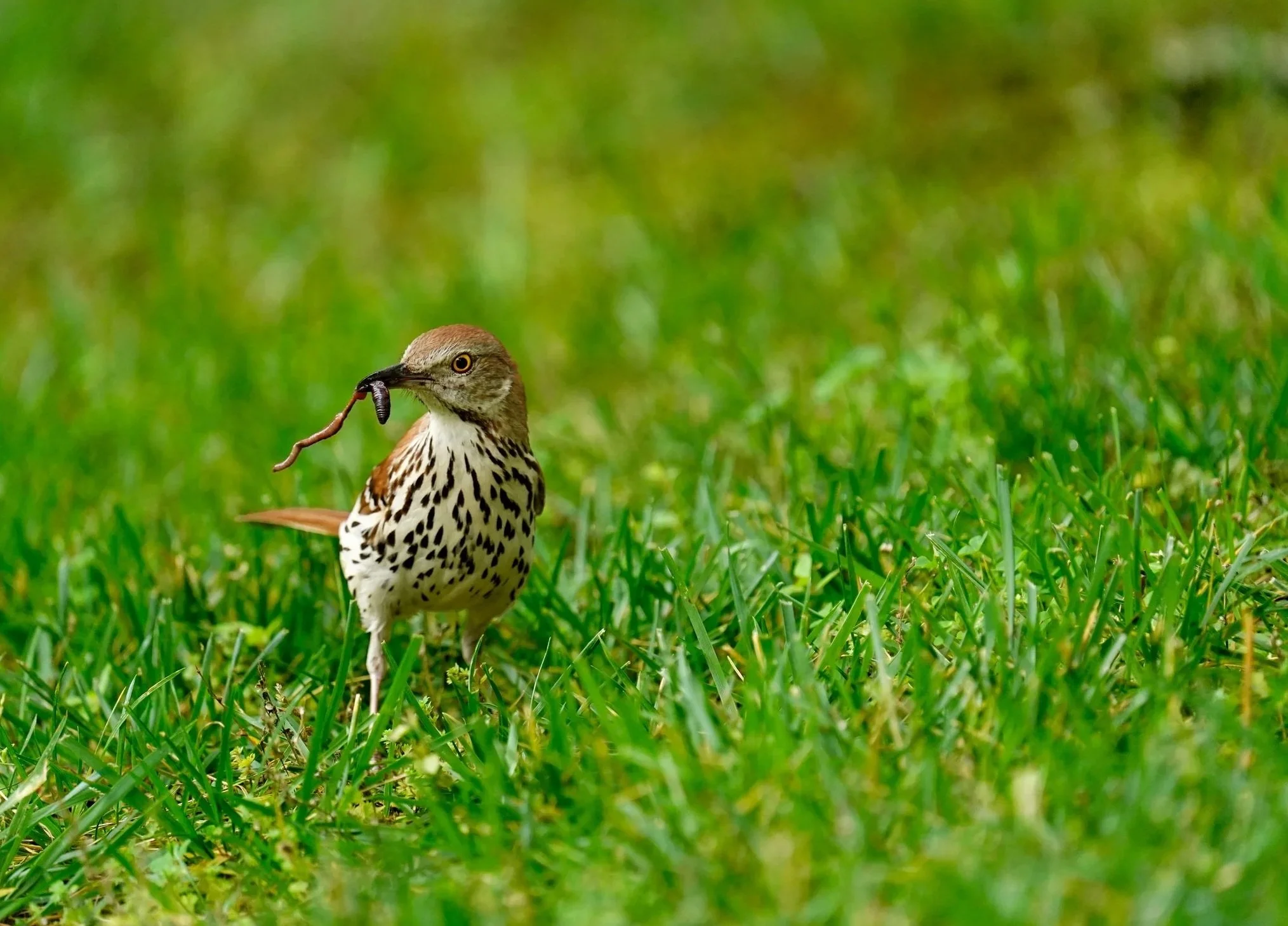 A Brown Thrasher feeding on a worm in Cary, North Carolina