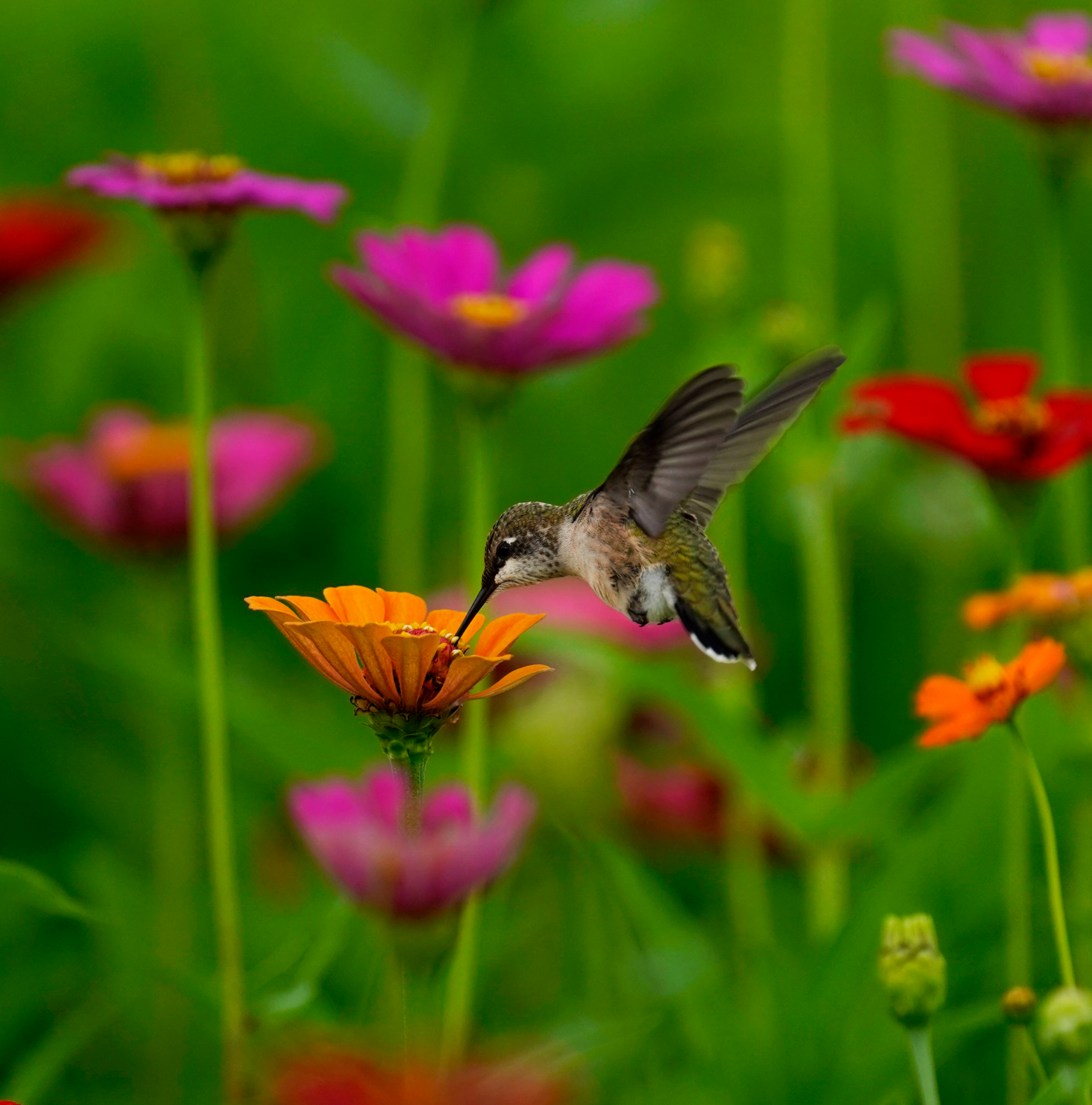Ruby-throated Hummingbird feeding from a zinnia at Dix Park in Raleigh, North Carolina