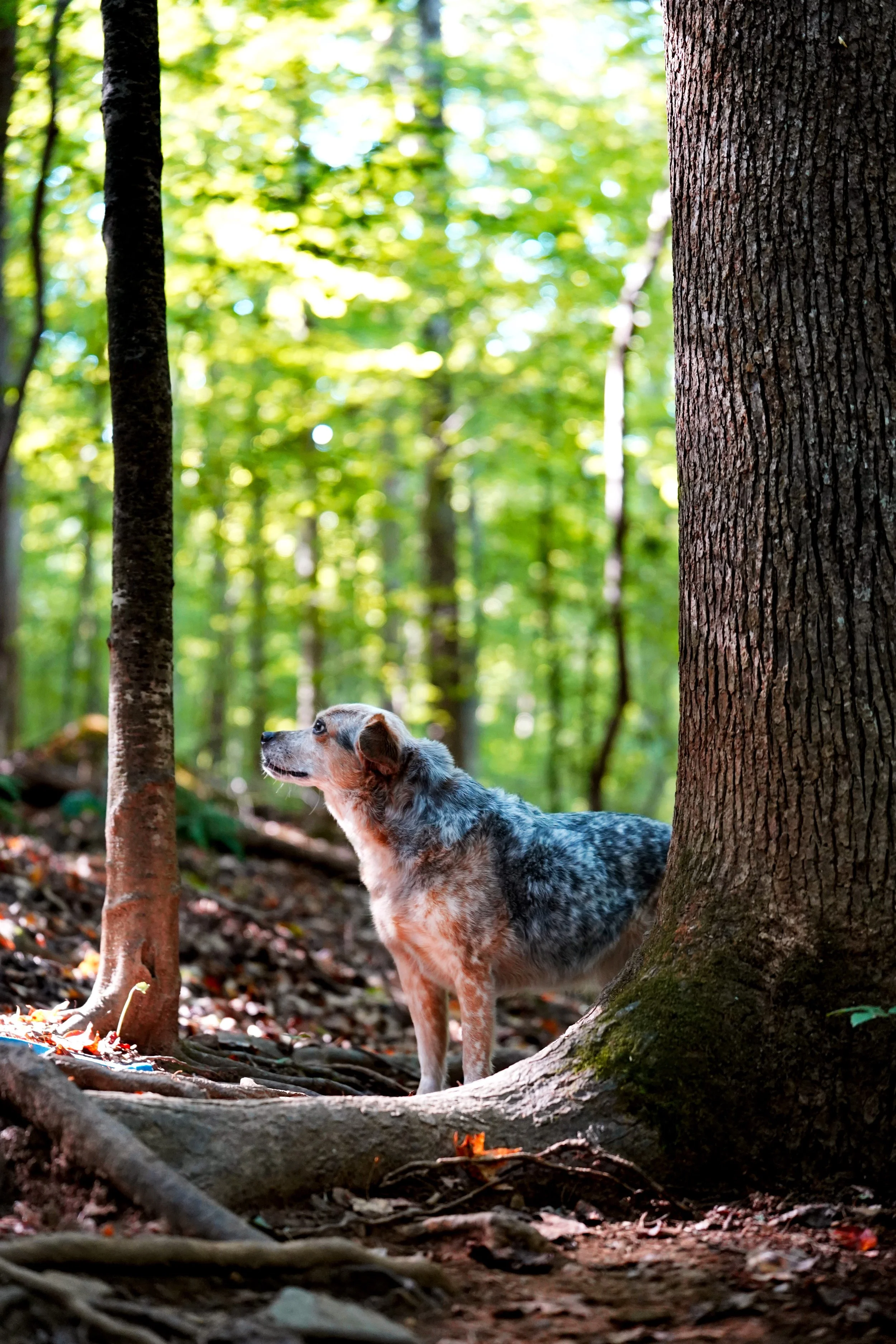 Dog Photoshoot at Johnston Mill Nature Preserve - Chapel Hill, North Carolina