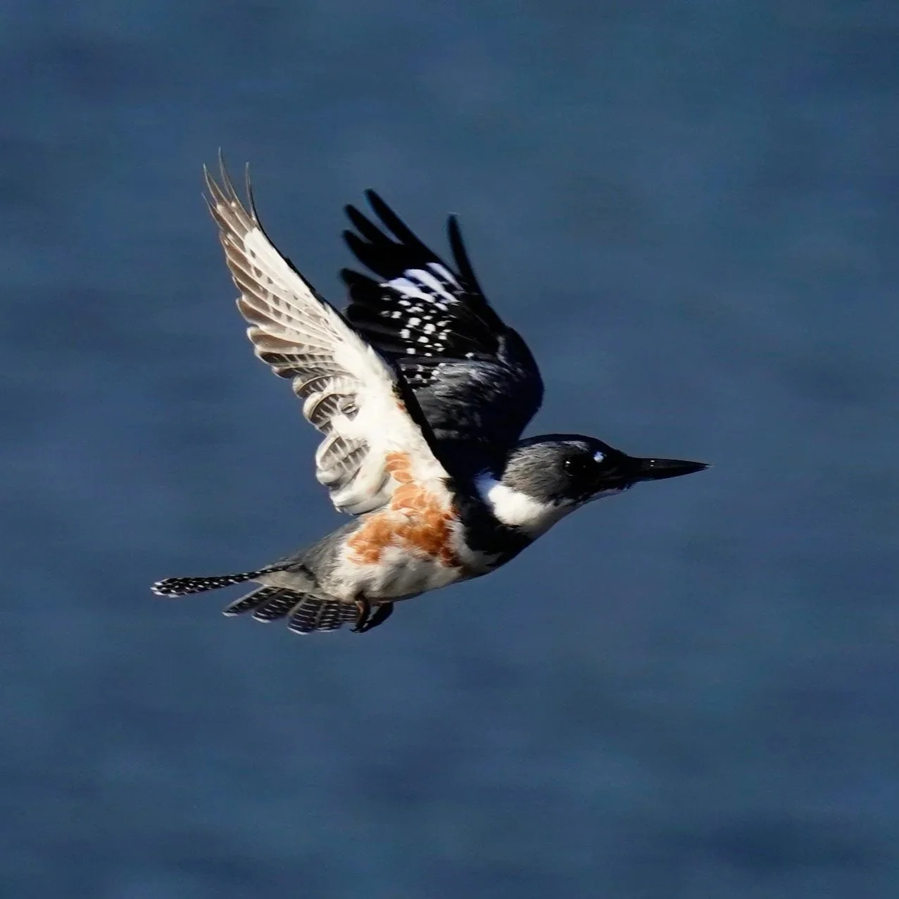 A Belted Kingfisher flies out of the water at Bond Park, Cary, North Carolina