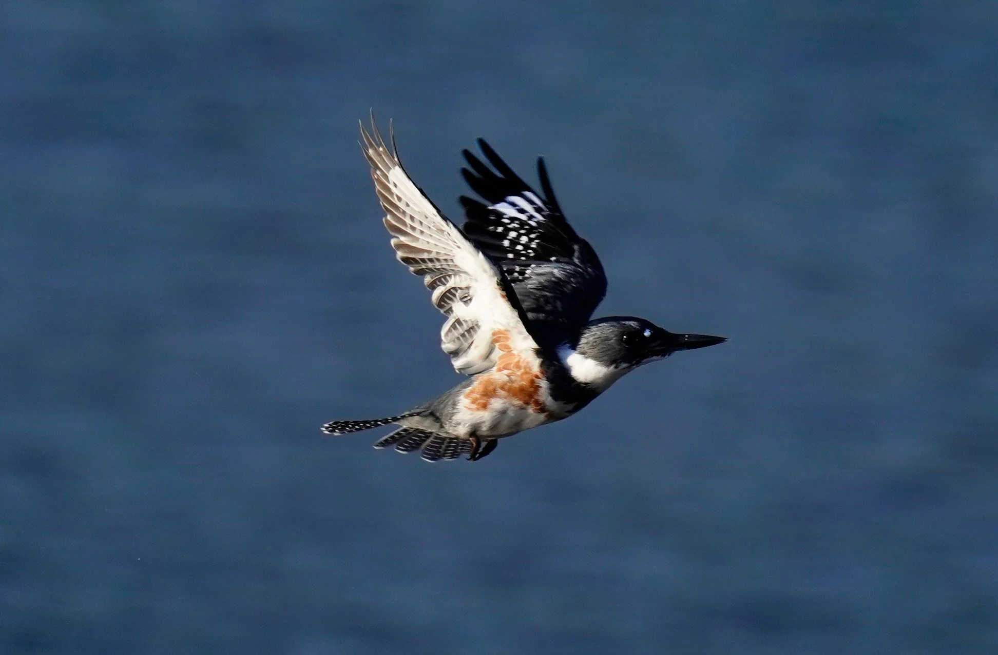 Wildlife Photography in Cary, NC: Butterfly Surveys, Bird Encounters & Upcoming HarvestFest