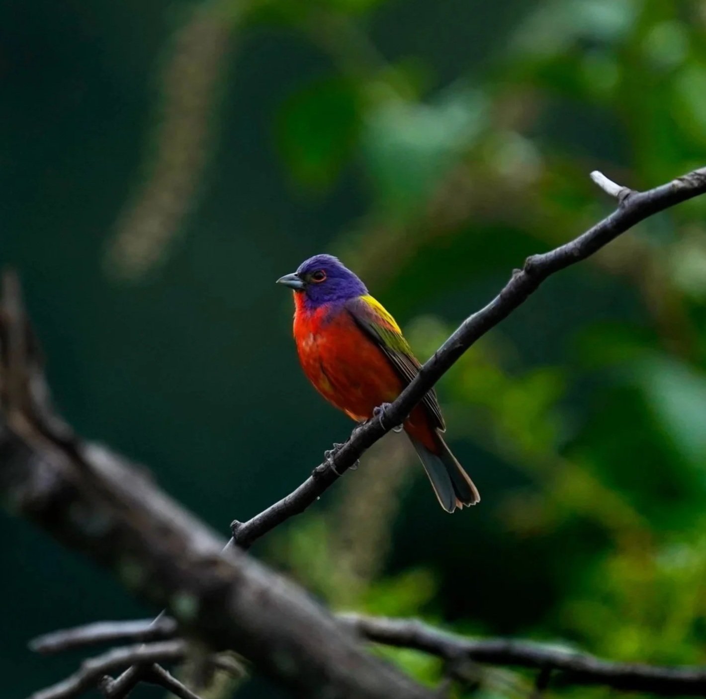 A male Painted Bunting at Dix Park in Raleigh North Carolina