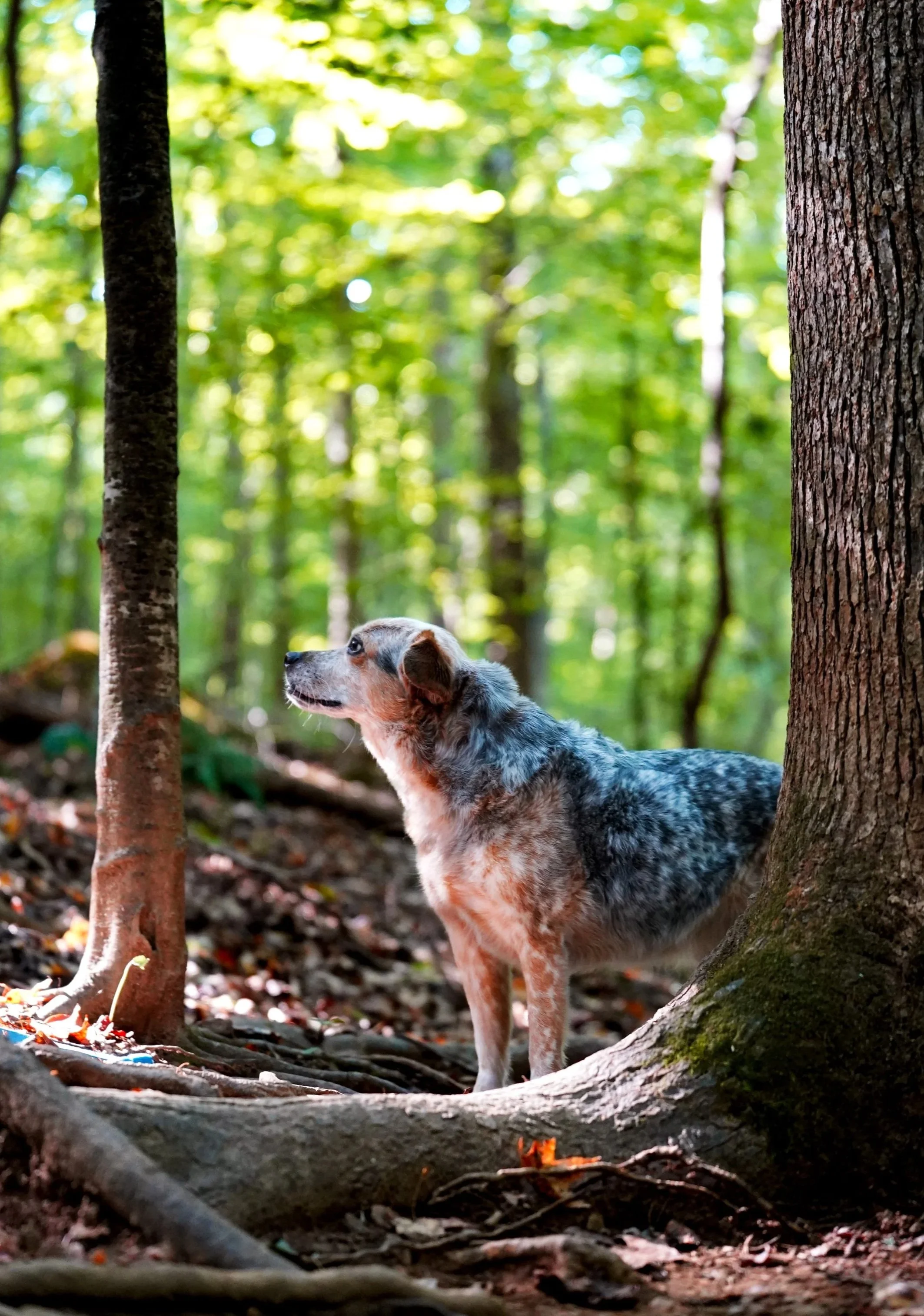 A cattle dog standing on a wooded forest floor near a large tree trunk, surrounded by green foliage at Johnston Mill Nature Preserve in Chapel Hill, North Carolina for dog photography photos.