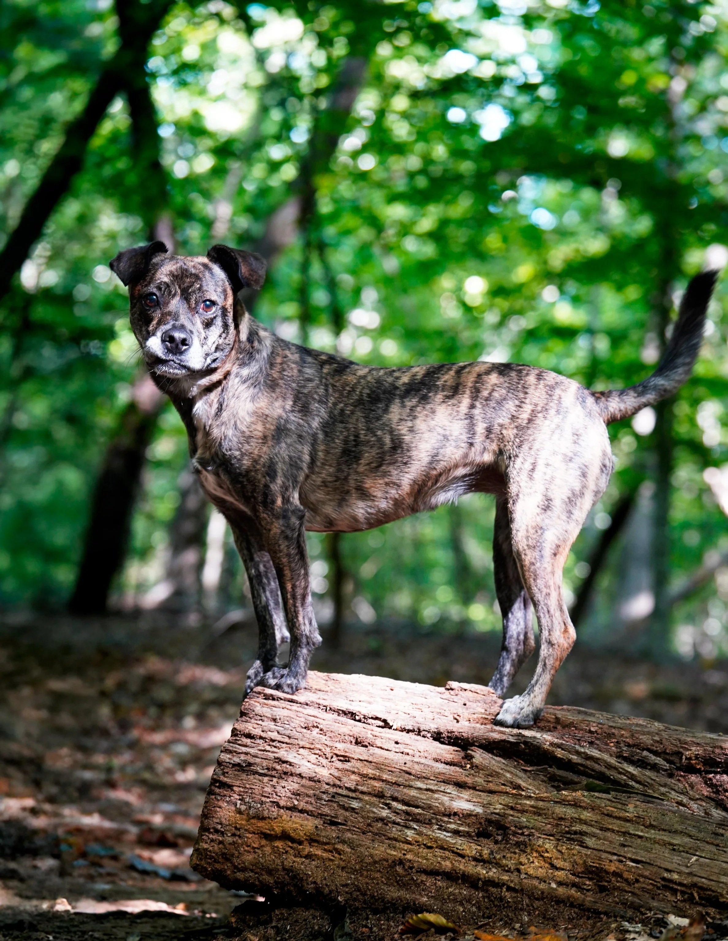 A brindle boxer chihuahua dog standing on a fallen log at Johnston Mill Nature Preserve in Chapel Hill, North Carolina for dog photography photos