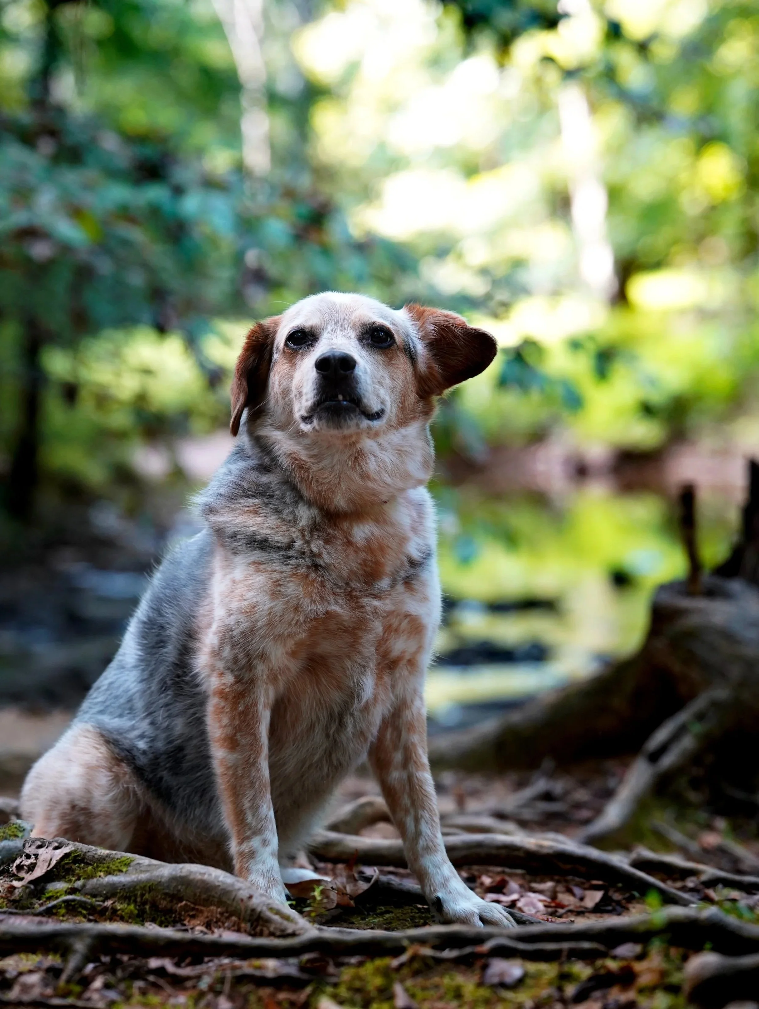A dog with a mix of white, brown, and gray fur sitting on a forest ground with roots and leaves, surrounded by green trees and bushes, in a natural outdoor setting at Johnston Mill Nature Preserve in Chapel Hill, North Carolina..