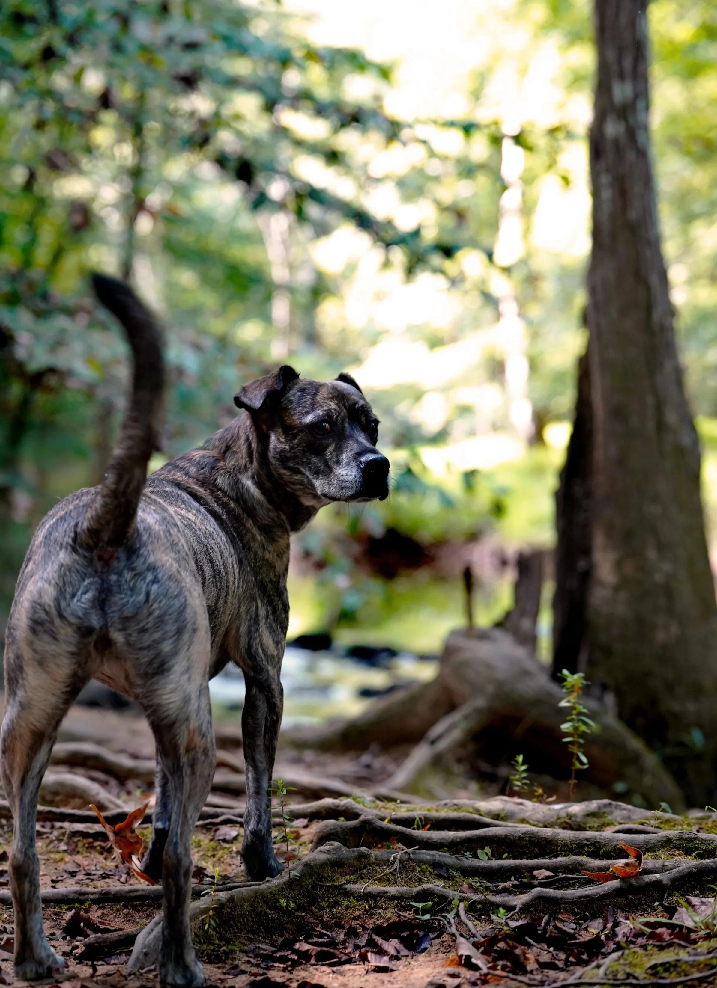 A brindle-colored dog standing on a forest trail with visible roots and small plants, surrounded by trees and green foliage, looking back toward the camera at Johnston Mill Nature Preserve in Chapel Hill, North Carolina..