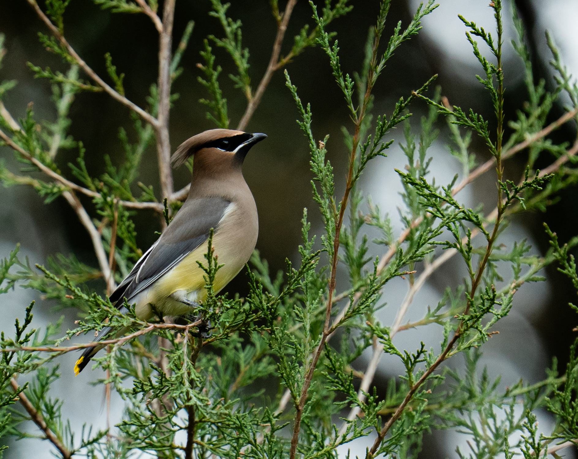 A Cedar Waxwing perches from an Eastern Cedar Tree in Cary, North Carolina- the tree is it's namesake as they depend on the blue berries for much of their food.