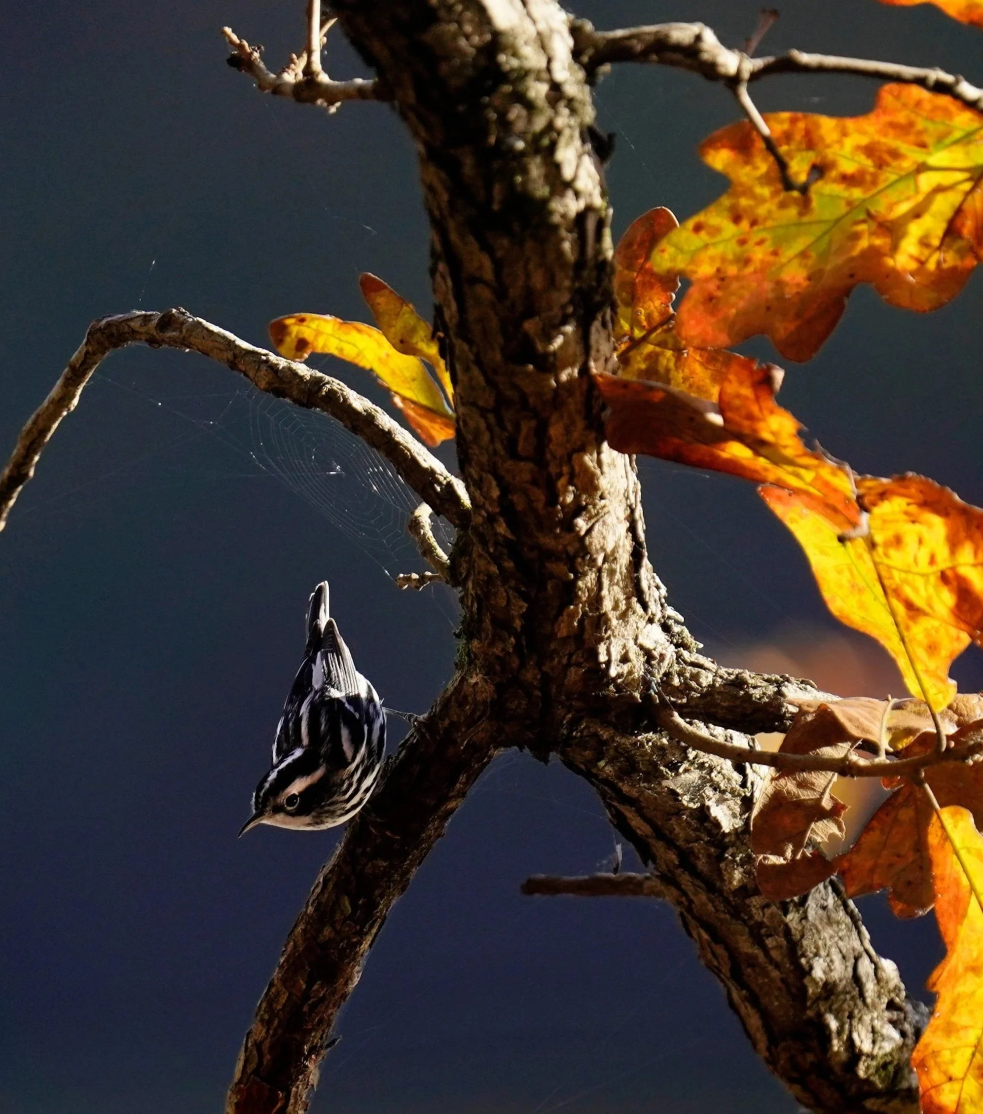 A Black and White Warbler foraging on an eastern white oak tree in fall colors on an autumn day at Bond Park, Cary North Carolina.
