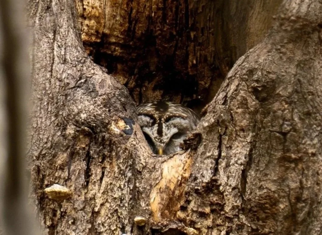 A Barred Owl sits on eggs in a dead snag tree, North Carolina