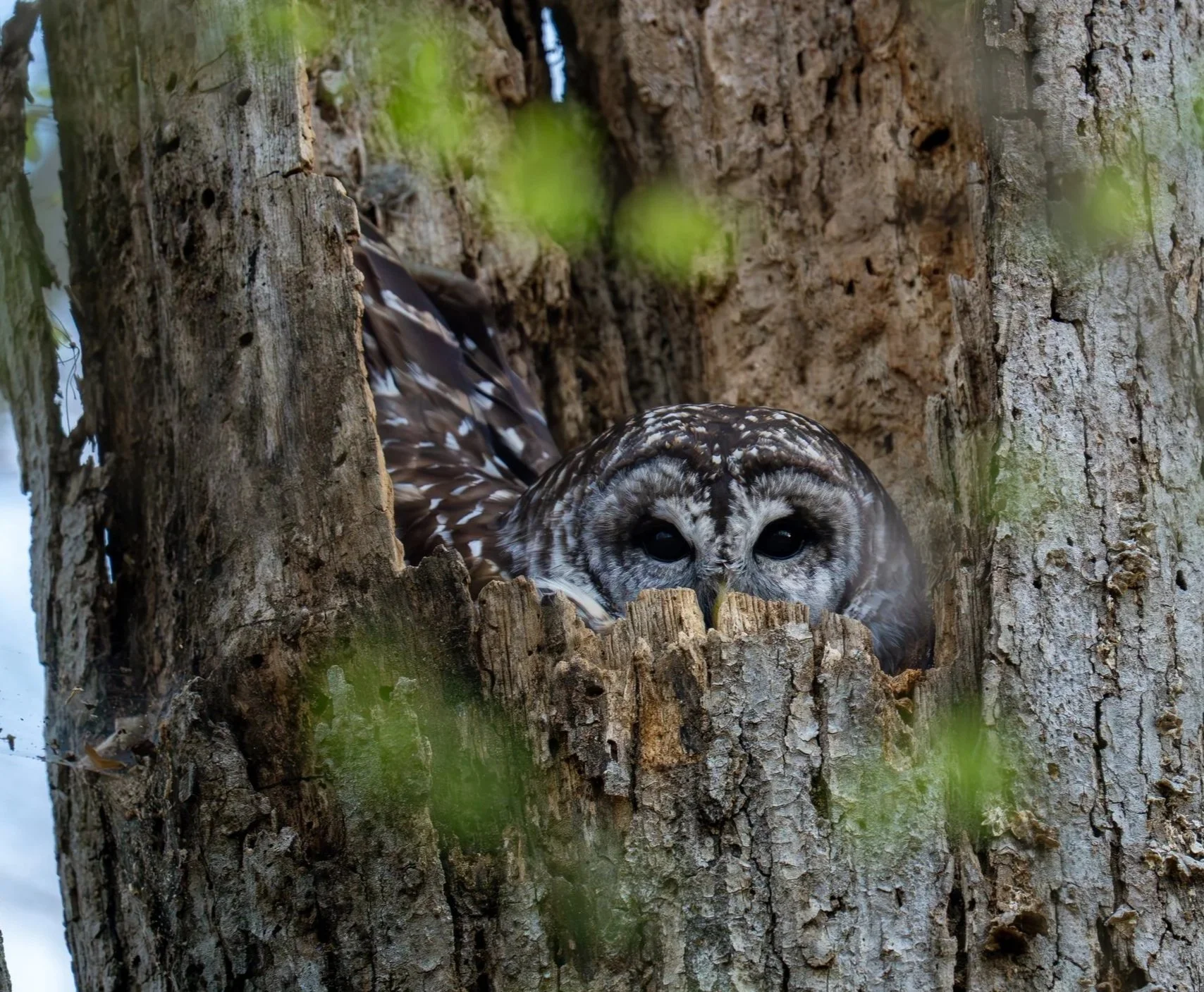A Barred Owl sits on eggs in a dead snag tree, North Carolina
