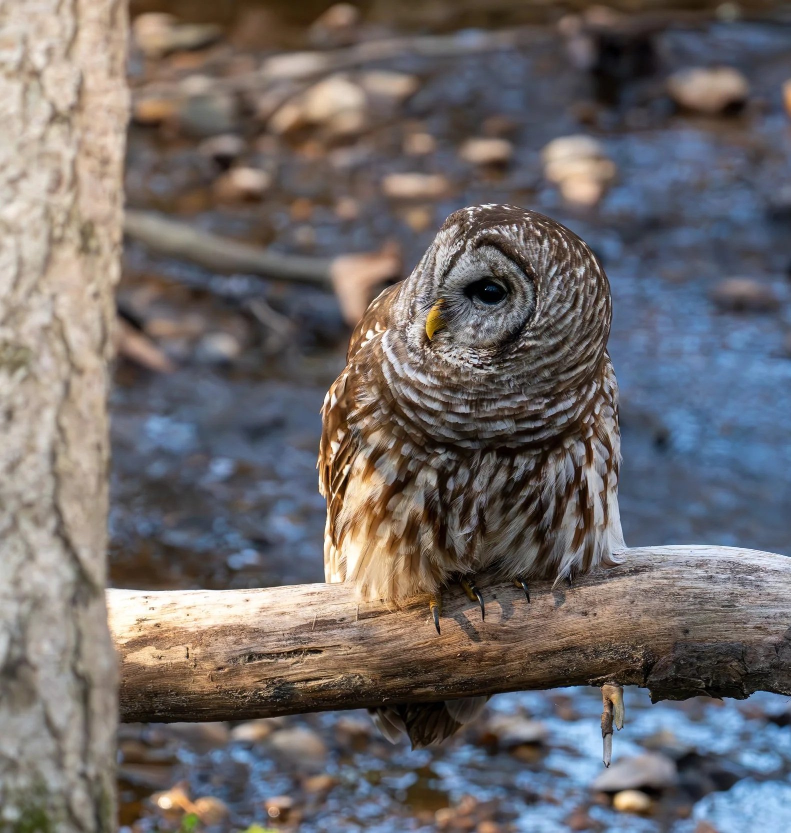 A Barred Wwl perched on a tree branch above a body of water, Research Triangle, North Carolina.