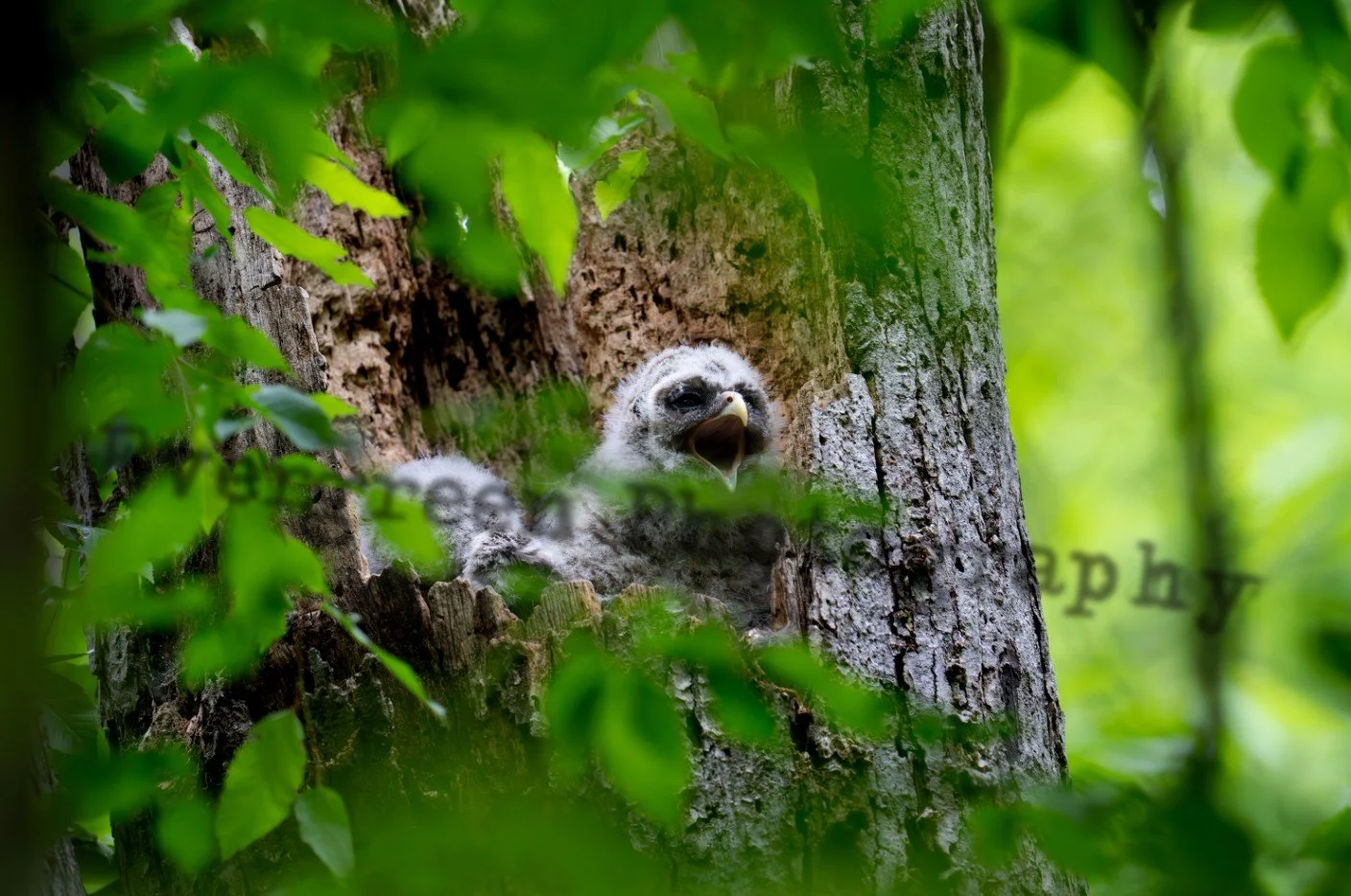 Nature and Wildlife Photography - Raleigh, North Carolina