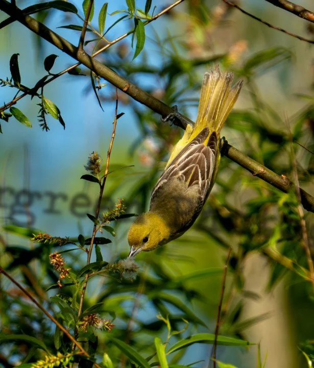 Migration, Scaly Things, and Baby Season - Raleigh, North Carolina