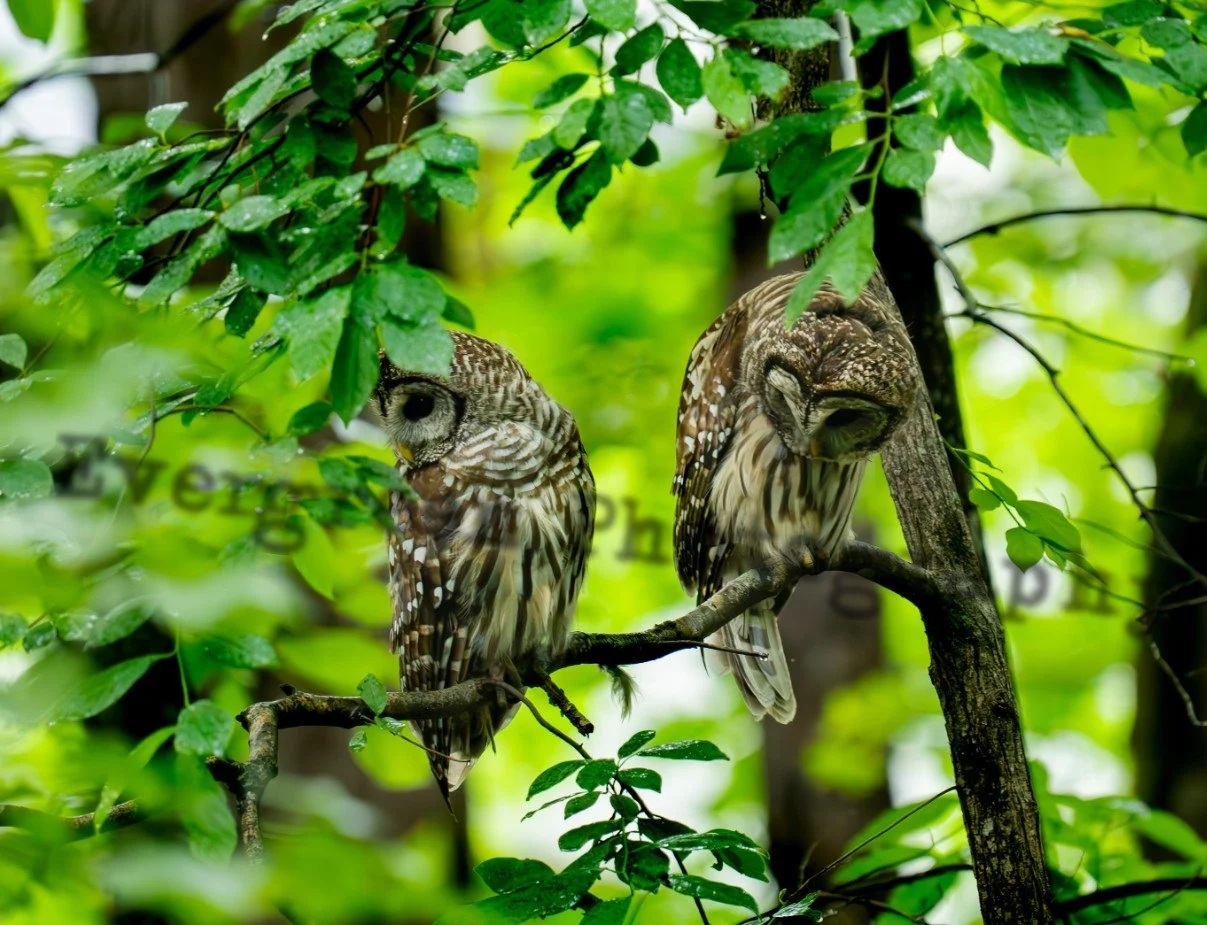 Wildlife and Nature of the Research Triangle in June
