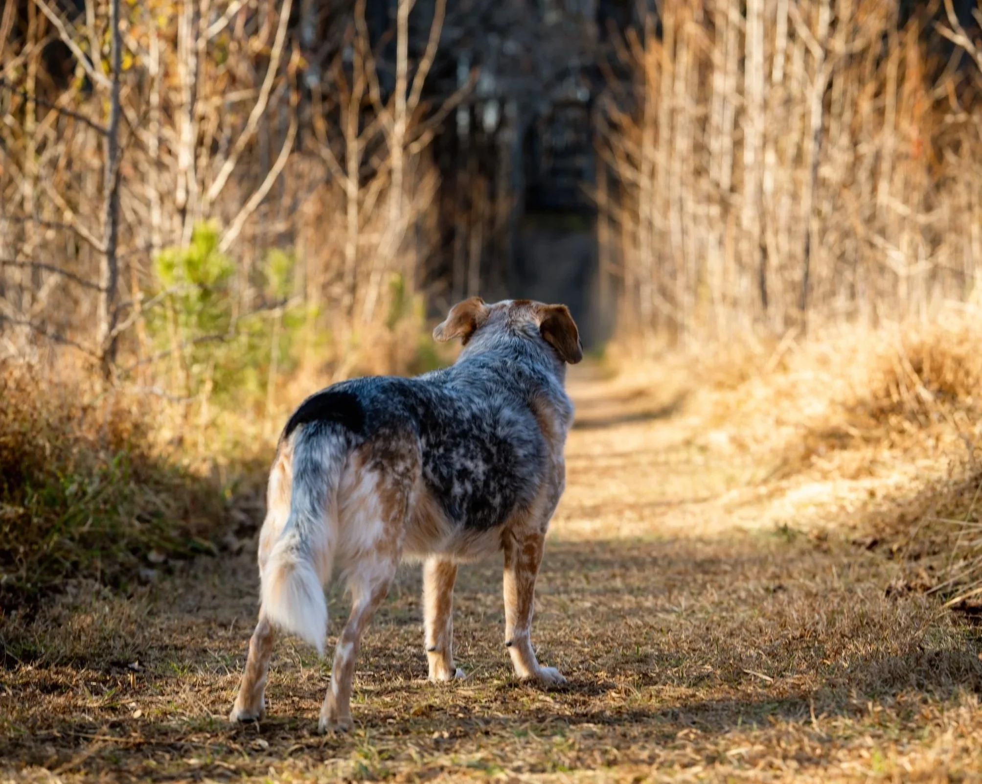 A cattle dog mix stands at the beginning of a trail at Annie Wilkerson Nature Preserve in Raleigh, North Carolina at golden hour, sunset