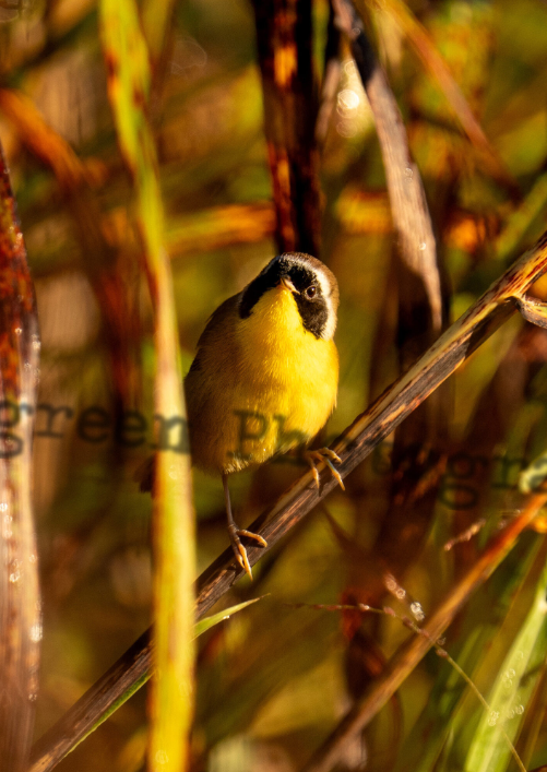 Nature Photography across the Raleigh, Durham, and Cary area