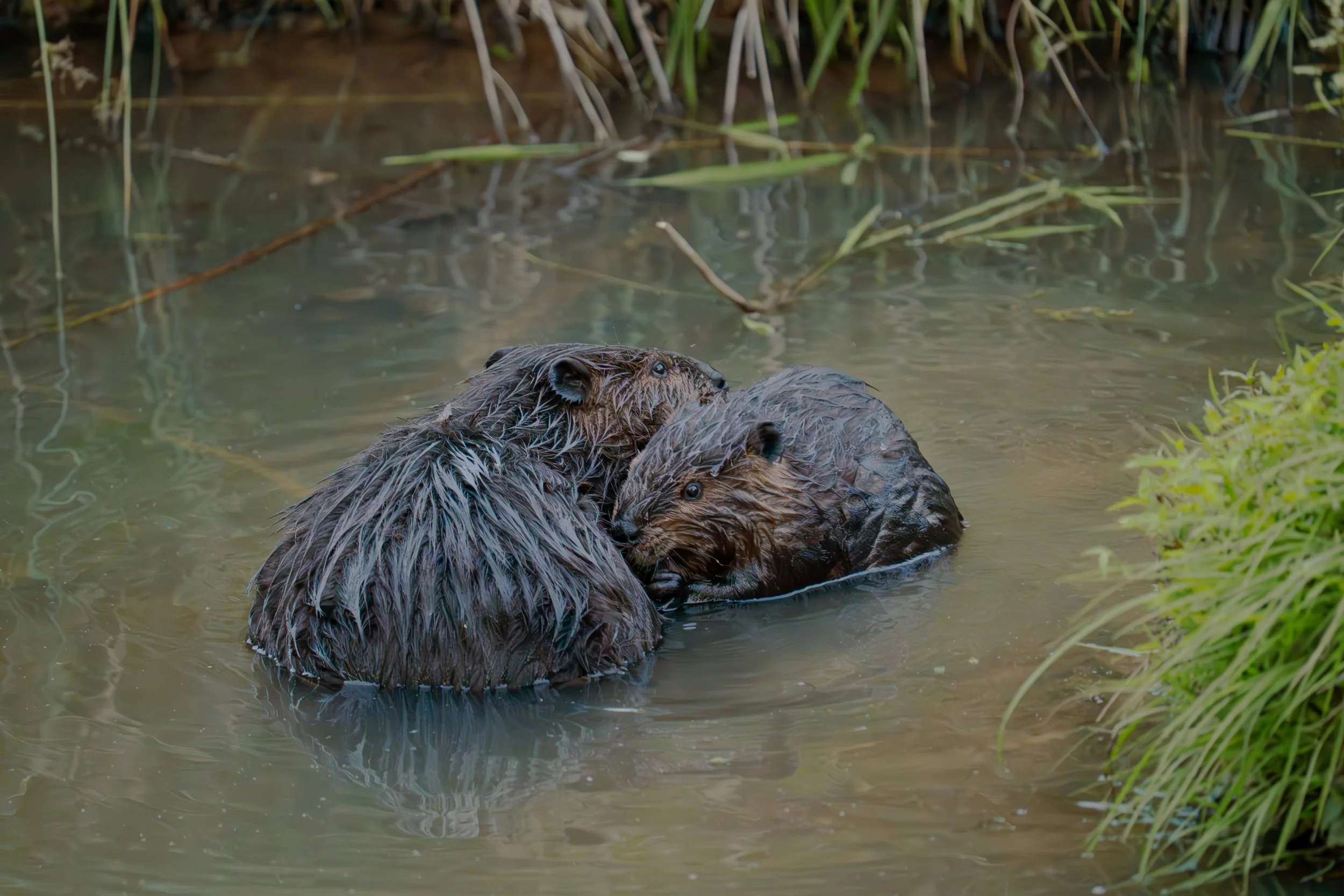 A Male and Female Beaver cuddle together in the water of a Chapel Hill Nature Preserve.